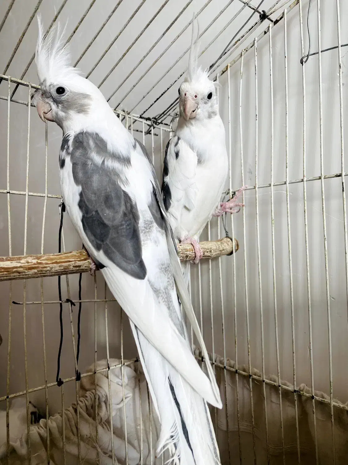 عروس هلندی|پرنده|مریوان, |دیوار