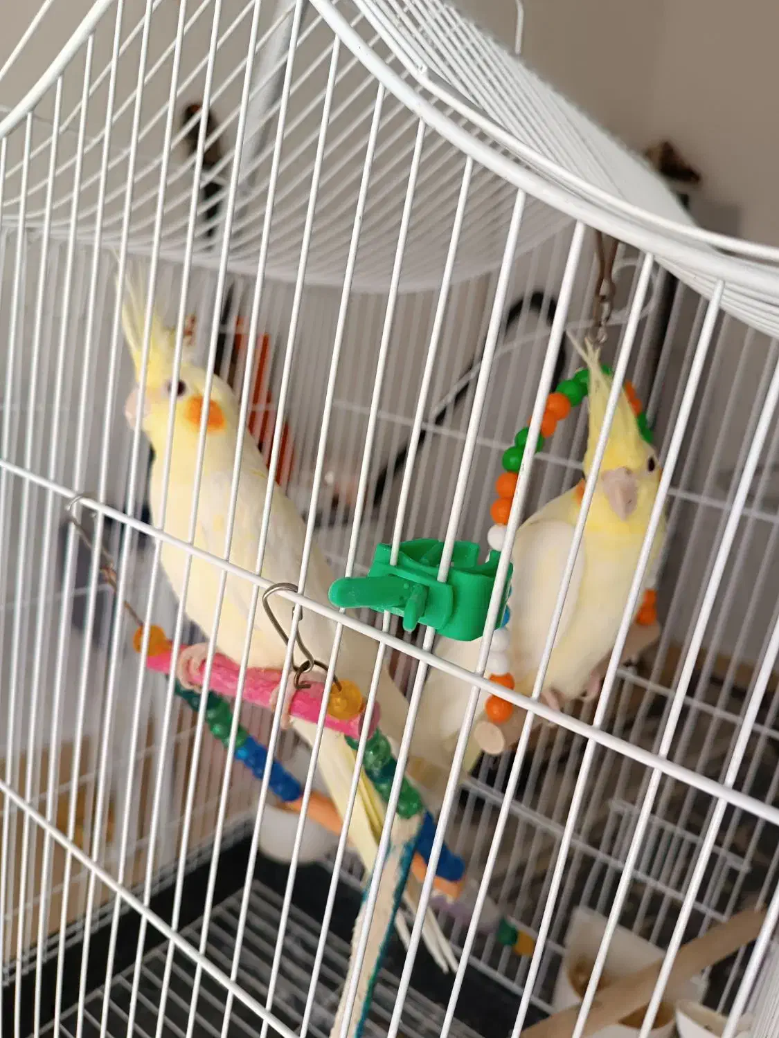 عروس هلندی|پرنده|کردکوی, |دیوار