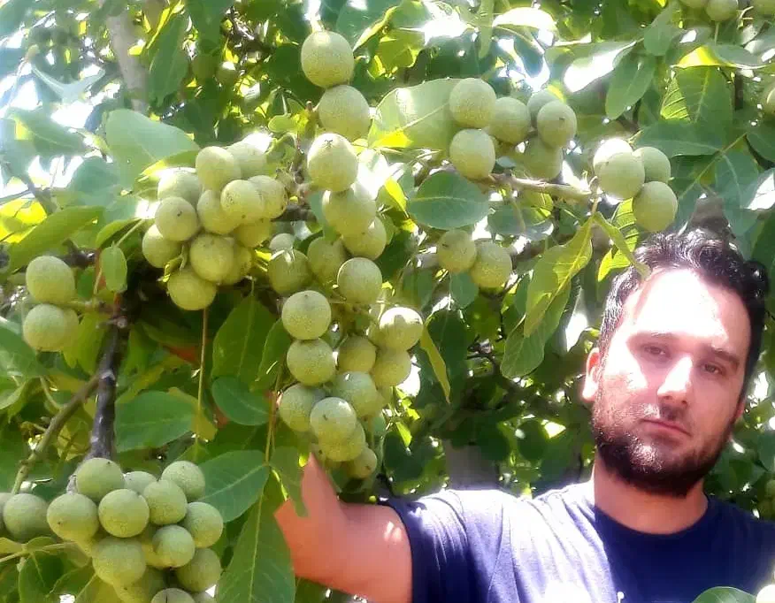 نهالستان گردو و بادام دیرگل و پر بار پالیز|خدمات باغبانی و درختکاری|اصفهان, آزادگان|دیوار