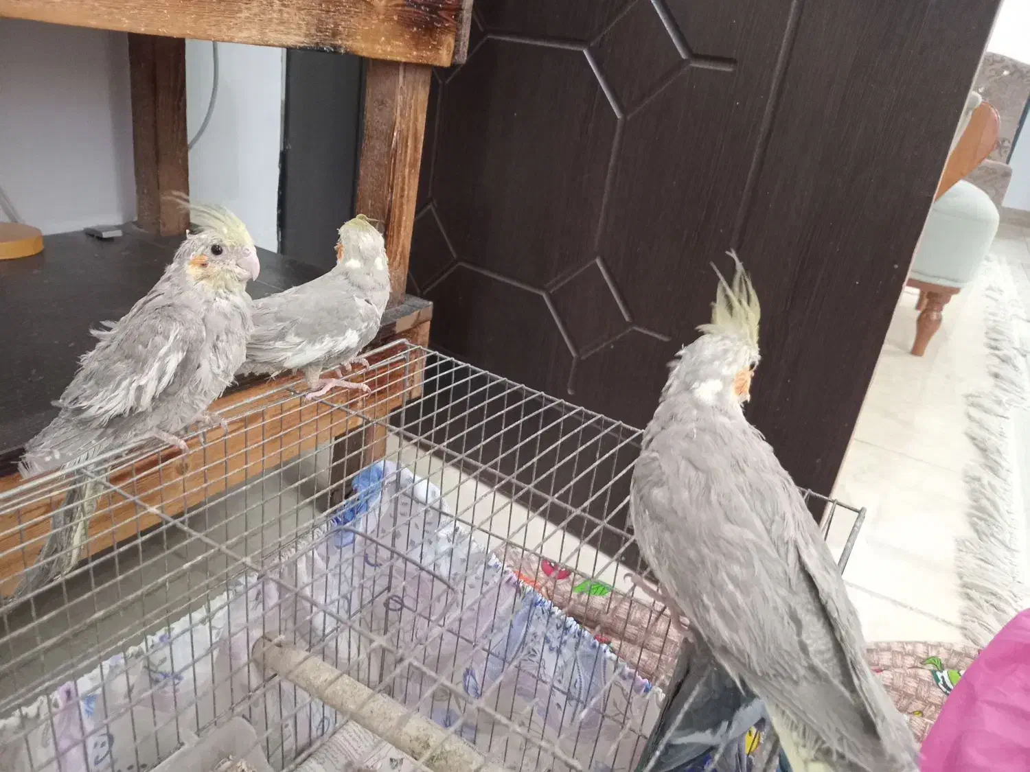 طوطی هلندی|پرنده|لشت نشا, |دیوار