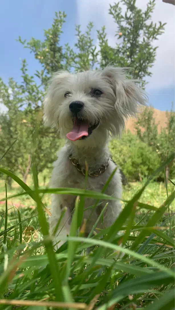 تریر|سگ|تبریز, |دیوار