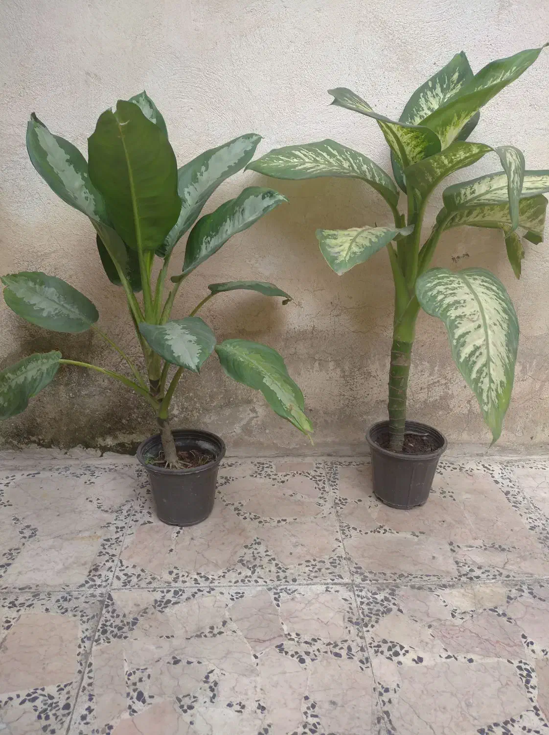 گل دیفن|گل و گیاه طبیعی|رشت, دیانتی|دیوار