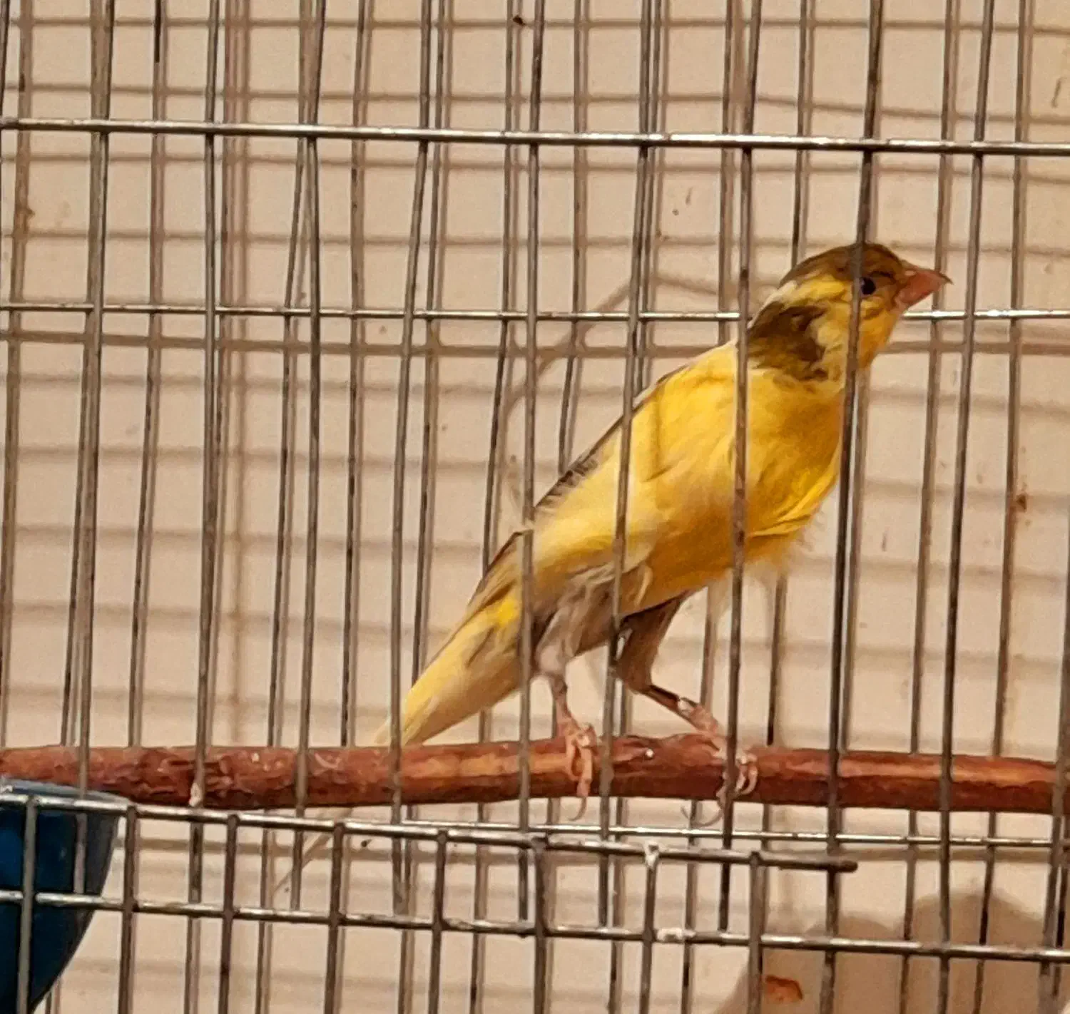 فروش قناری مست|پرنده|دهلران, |دیوار