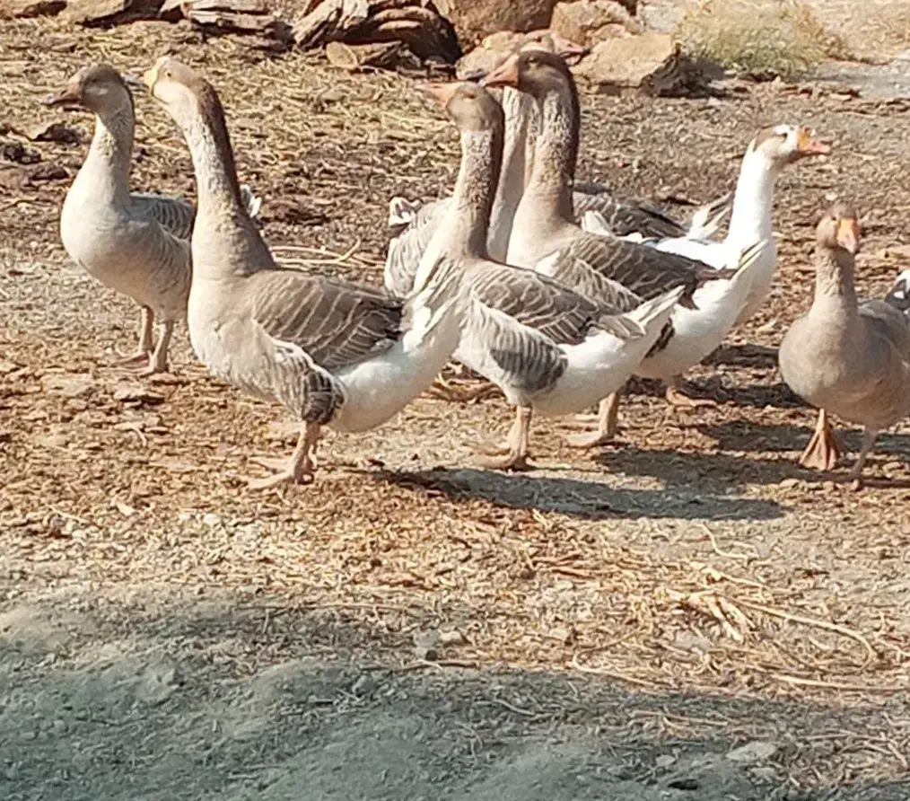 ۵ عدد غاز فروشی|حیوانات مزرعه|قره ضیاالدین, |دیوار