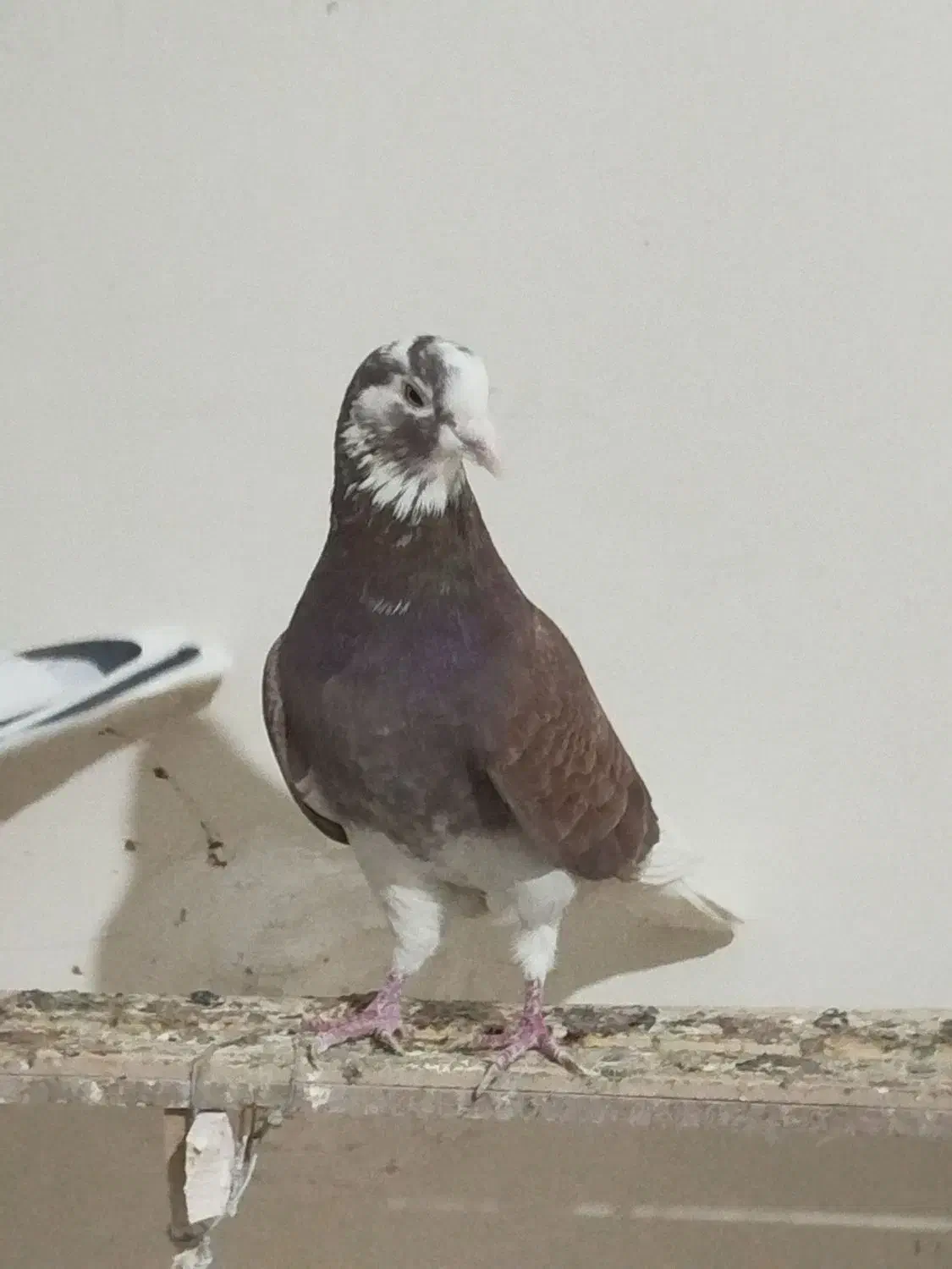 کفتر پرشی|پرنده|شهریار, شهرک مصطفی خمینی|دیوار