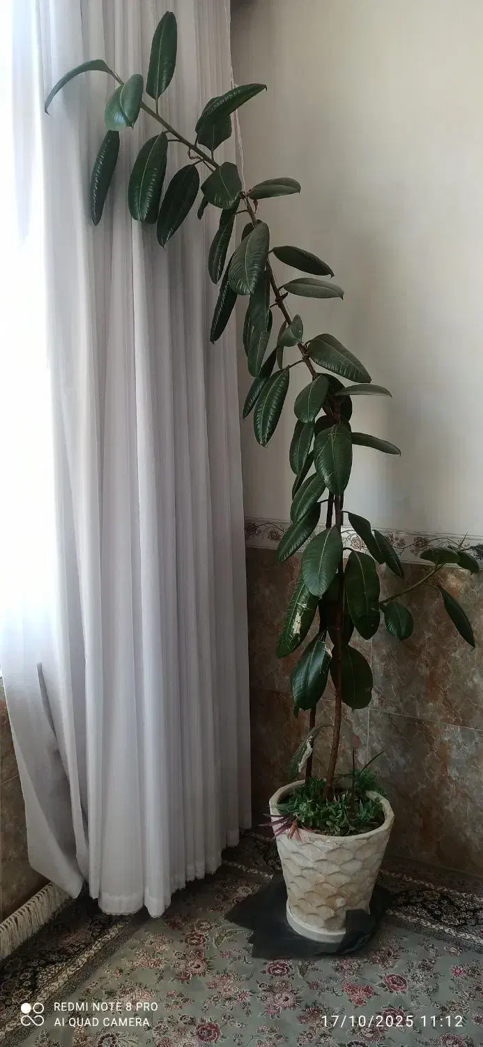 گل زیبا و شاداب|گل و گیاه طبیعی|جوانرود, |دیوار