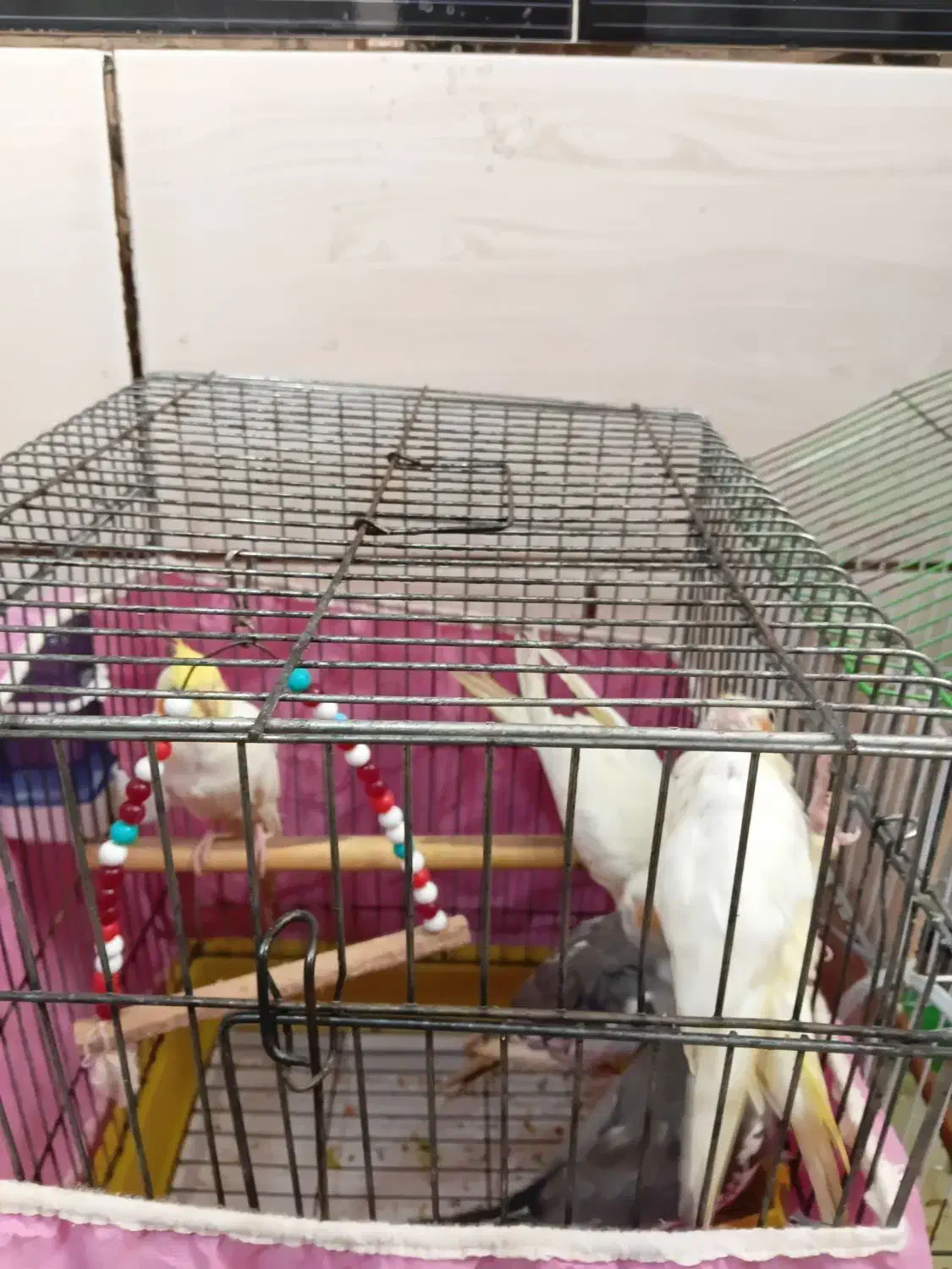 ۴عددعروس هلندی|پرنده|بندر امام خمینی, |دیوار