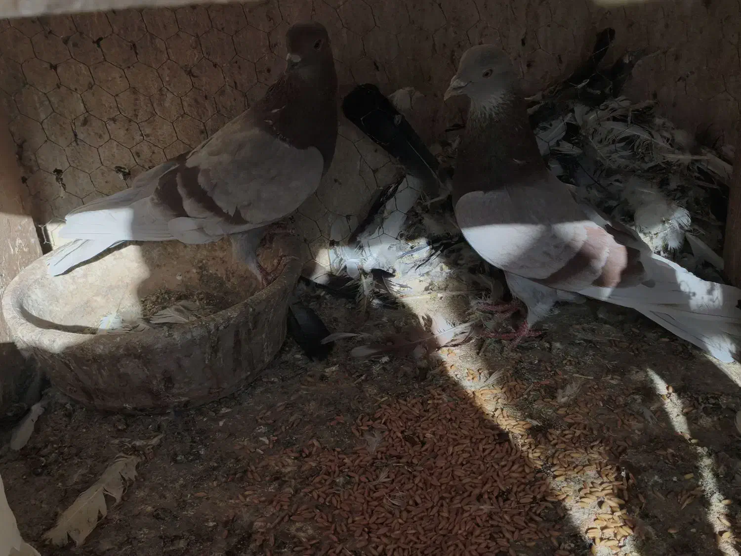 کبوتر پرشی|پرنده|ورامین, شهرک فاطمیه|دیوار