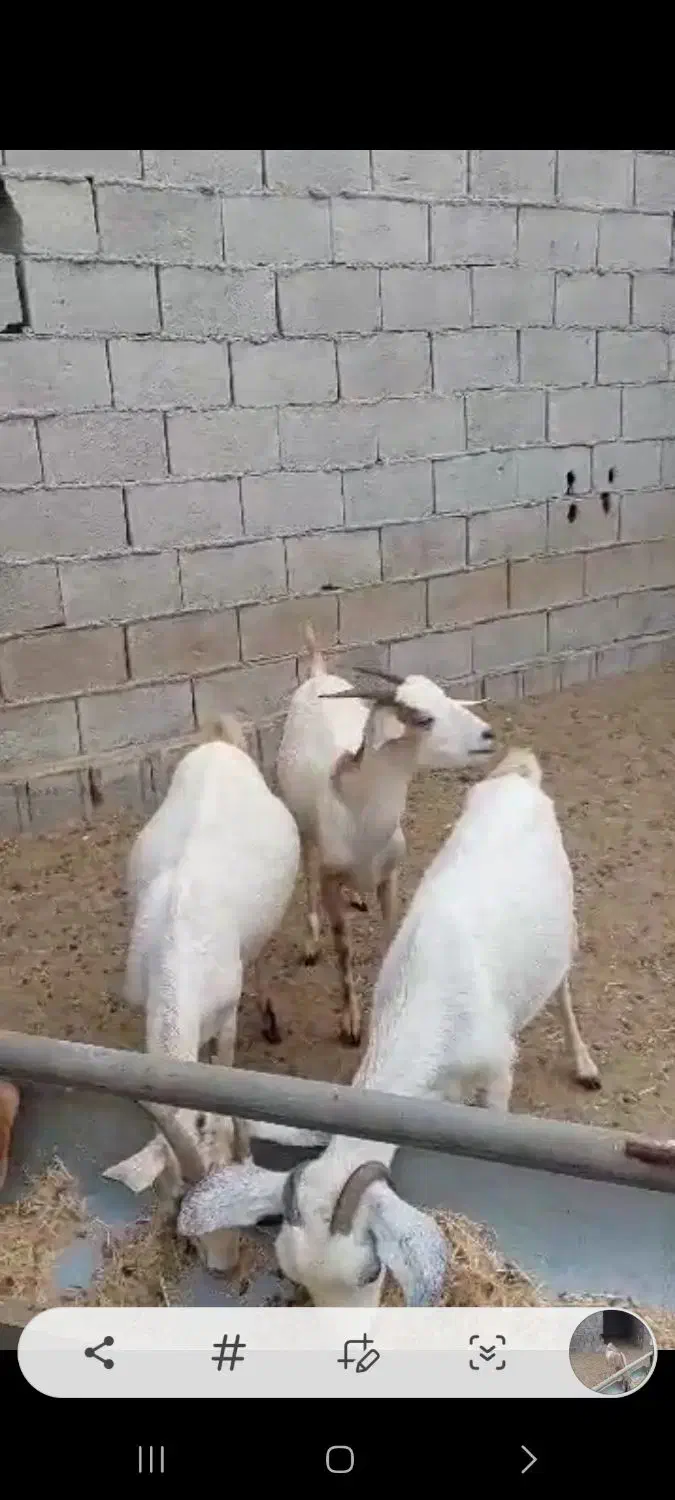 فروش بز|حیوانات مزرعه|بندر کنگان, |دیوار