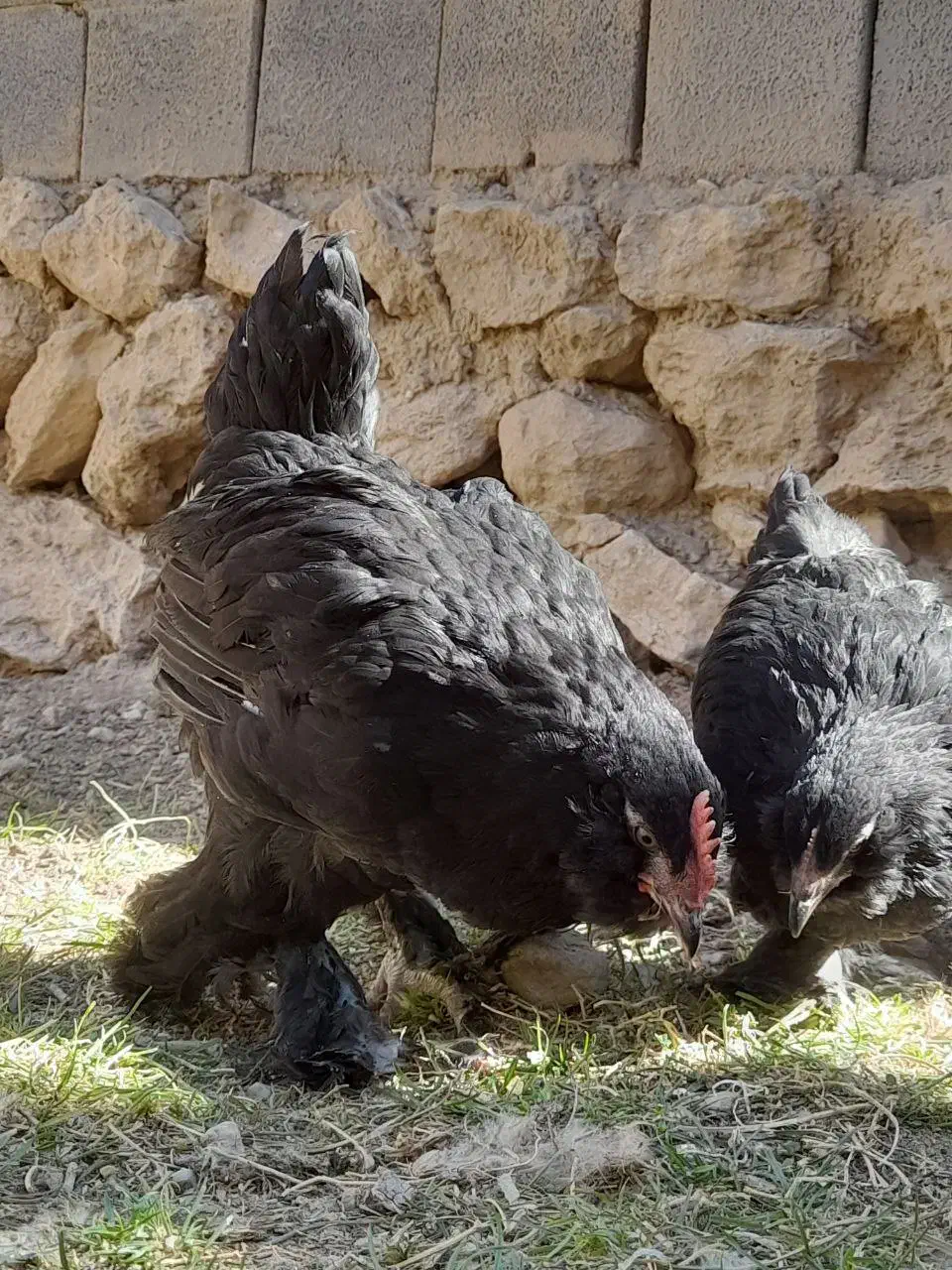جوجه برهما، مرندی، لاری،گلین لری|حیوانات مزرعه|تهران, گیشا|دیوار