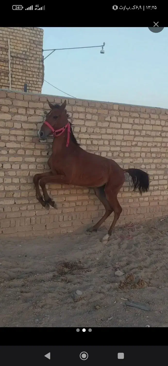 دو کره نریان|اسب و تجهیزات اسبسواری|چوبر, |دیوار