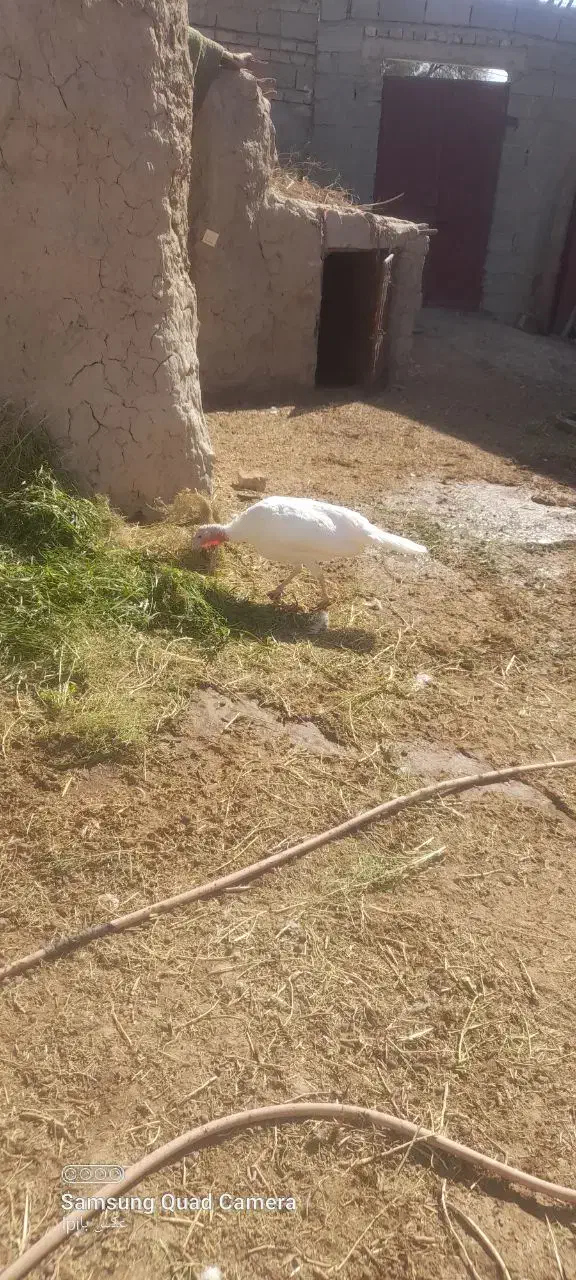 بوقلمون ماده|حیوانات مزرعه|خمک, |دیوار