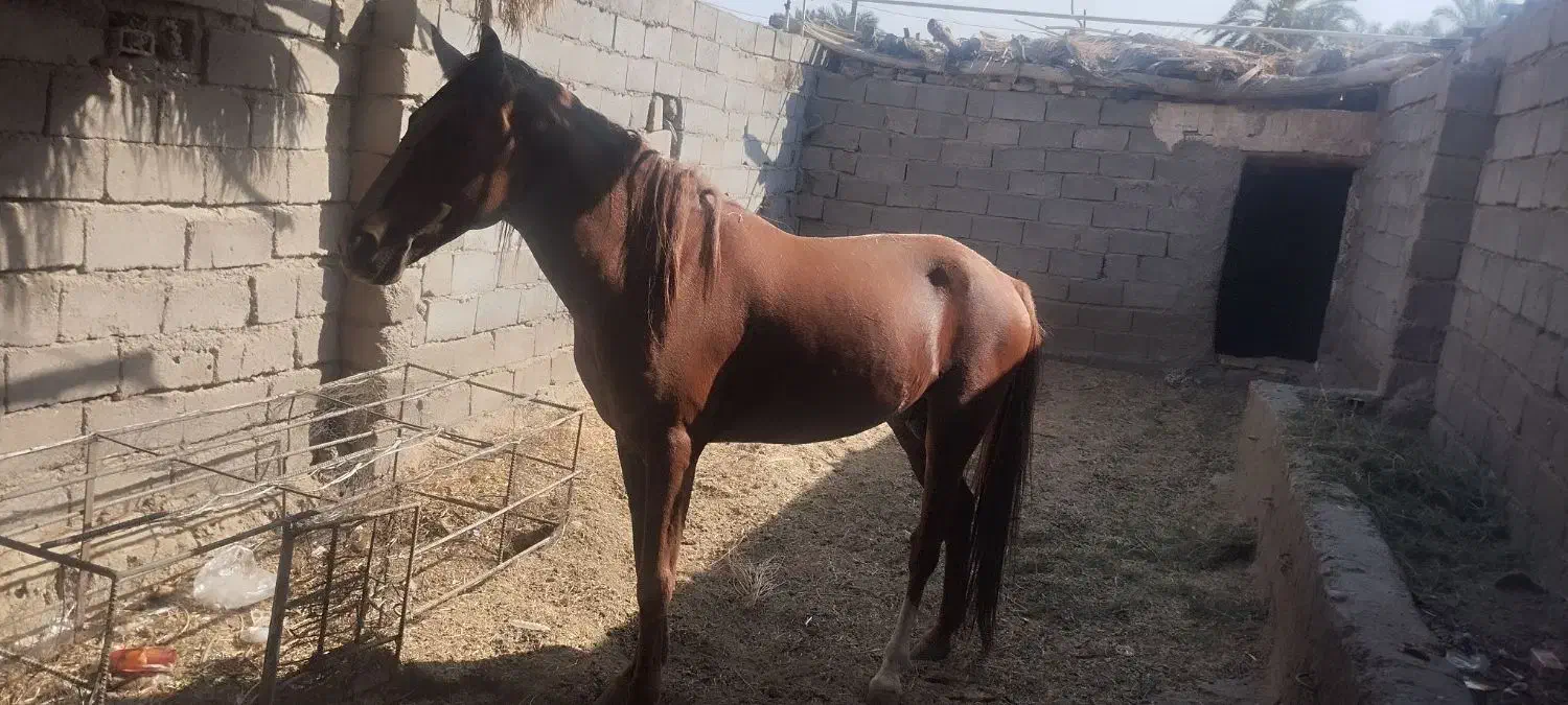 اسب عرب|اسب و تجهیزات اسبسواری|گنبکی, |دیوار