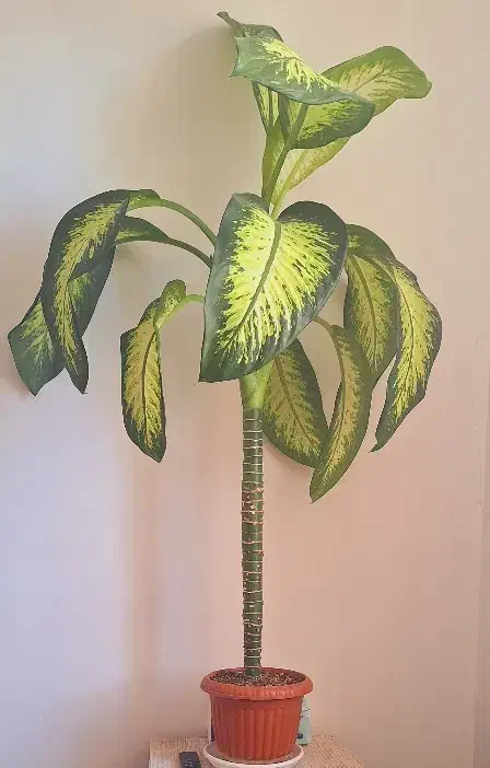 گل پتوس و زامو فیلیا|گل و گیاه طبیعی|هشتگرد, هشتگرد قدیم|دیوار