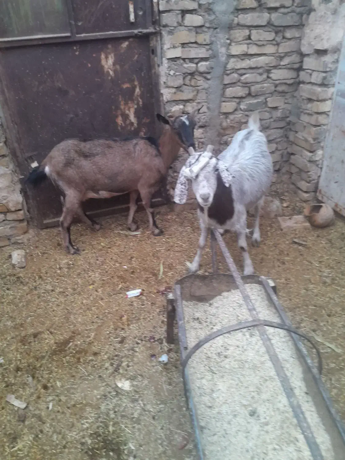 سه راس بز زارچ|حیوانات مزرعه|زارچ, |دیوار