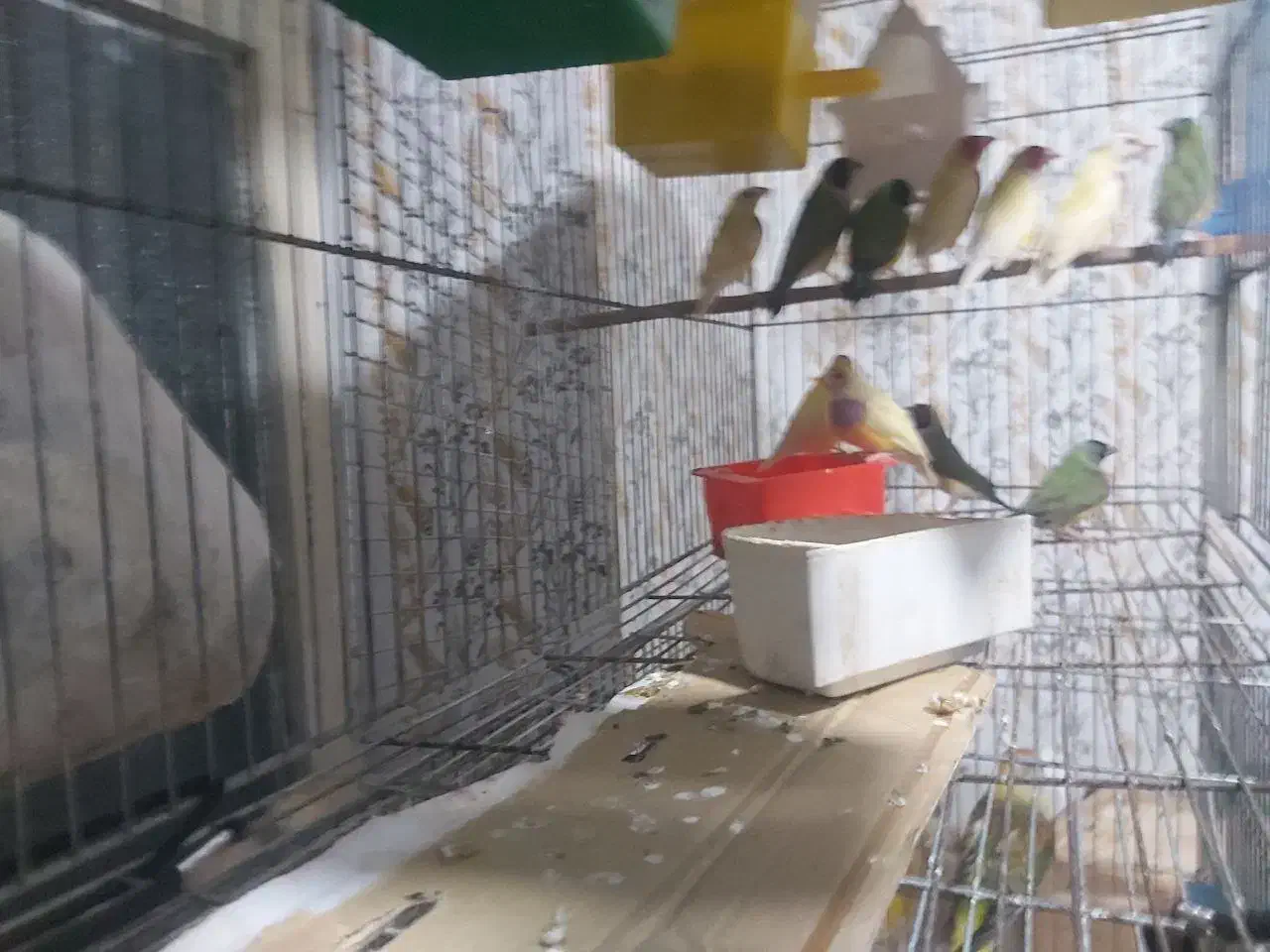 فنج گلدین همه بالغ|پرنده|فومن, |دیوار