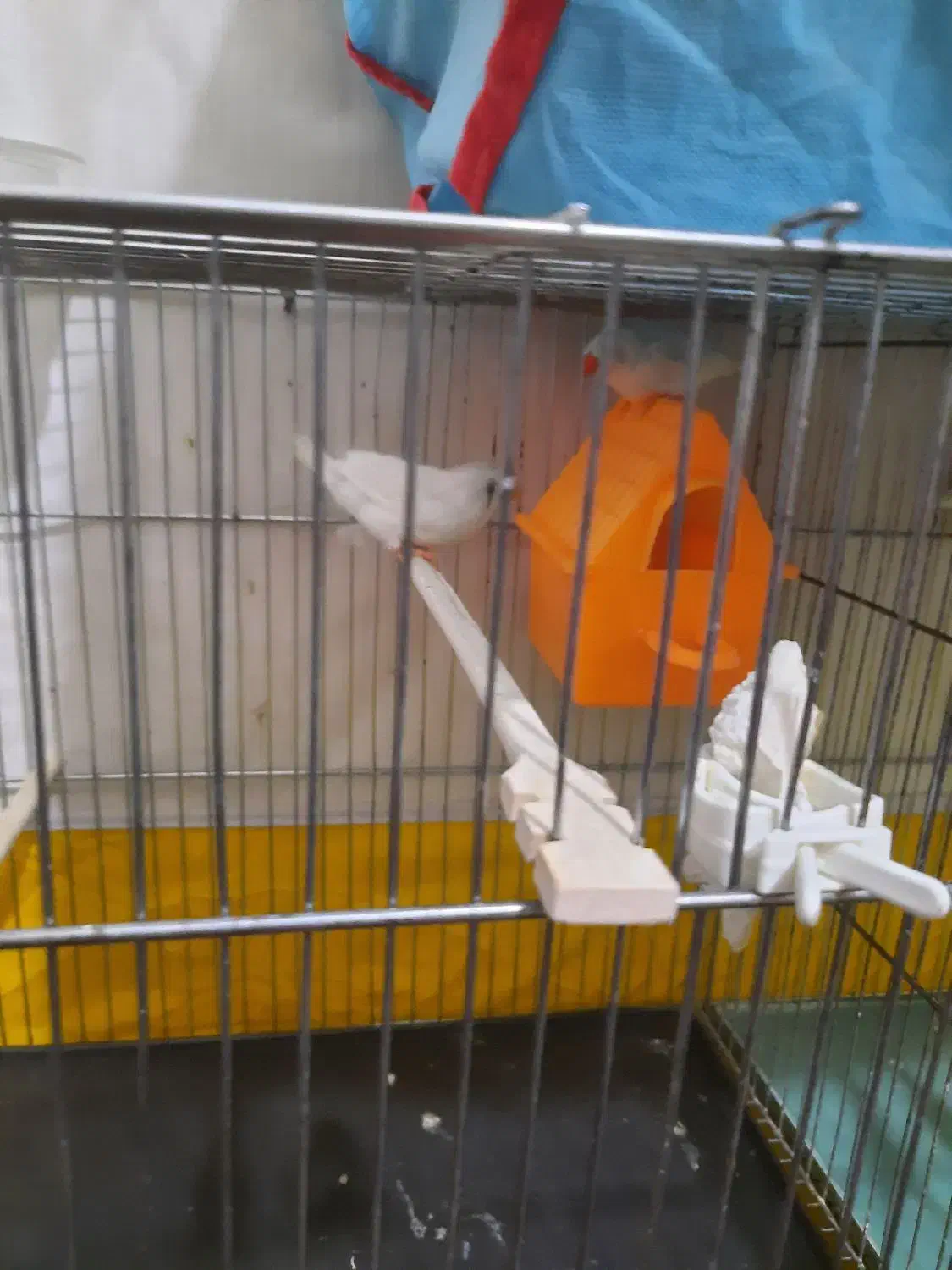 فنچ جوان مولد|پرنده|شاهرود, |دیوار