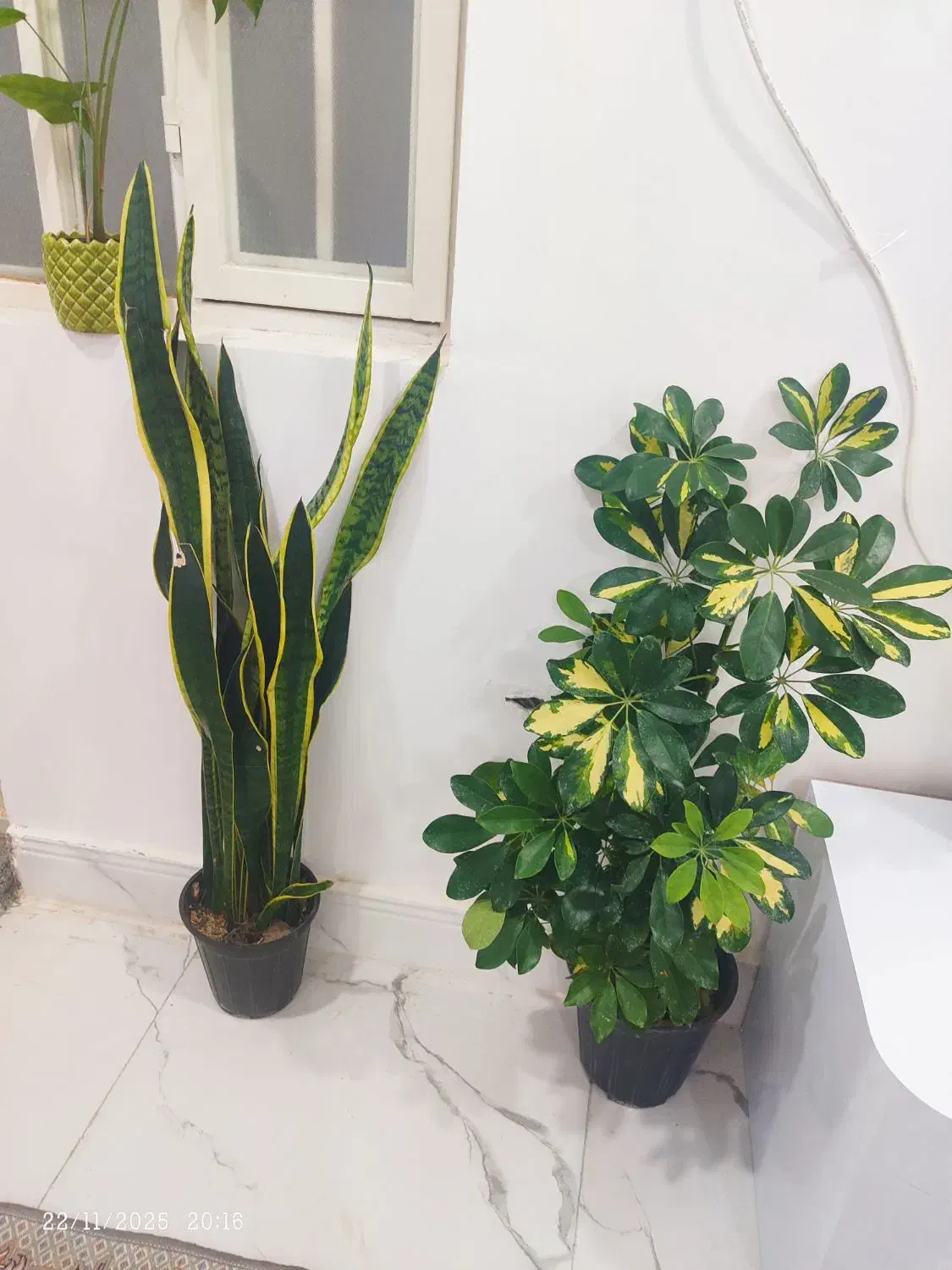 گل طبیعی|گل و گیاه طبیعی|شوشتر, |دیوار