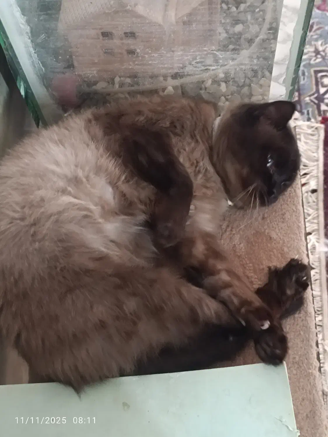 گربه سیامی نر تایلندی|گربه|سبزوار, توحیدشهر|دیوار