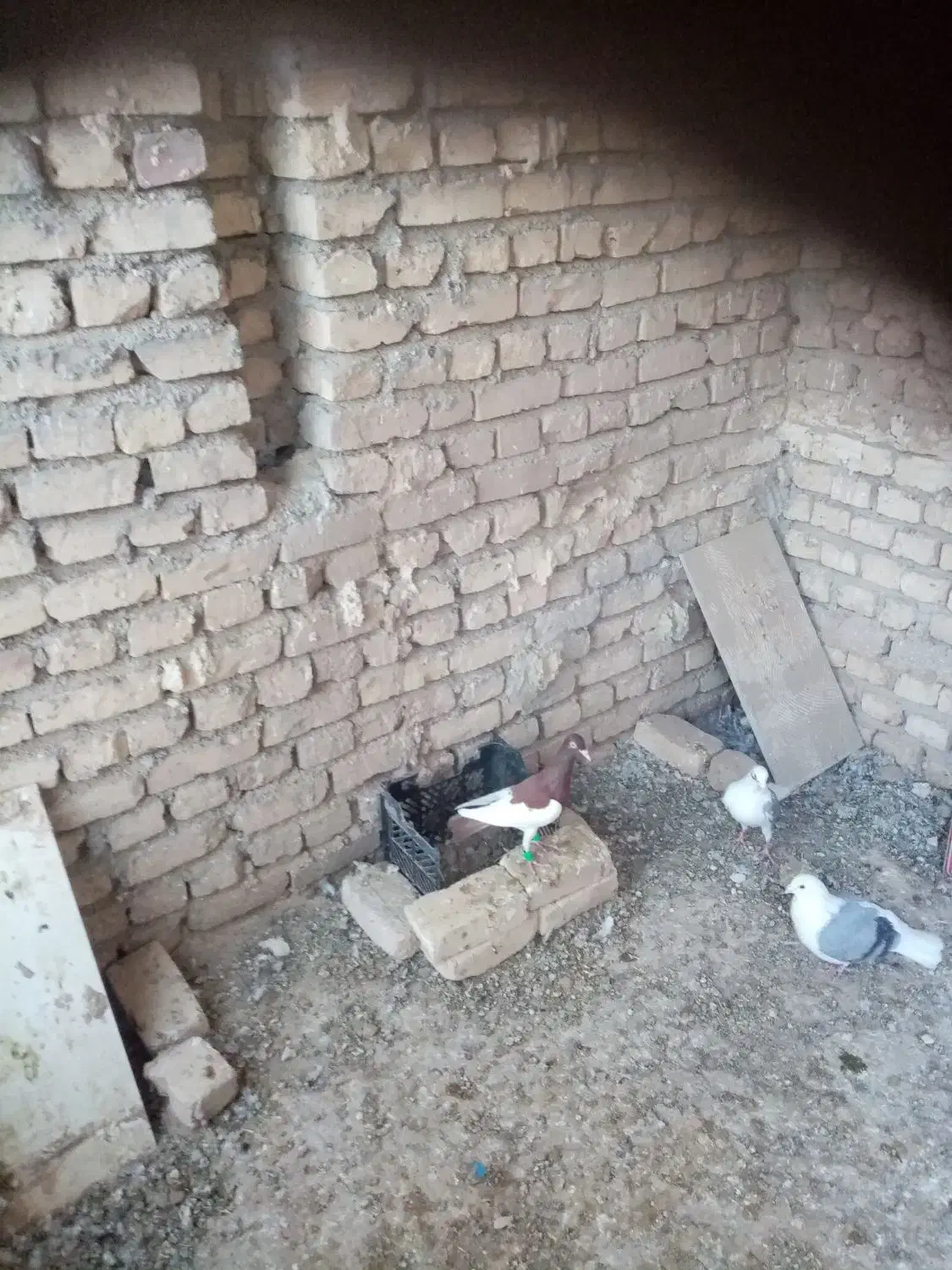 یهودی|پرنده|فرح دشت, |دیوار