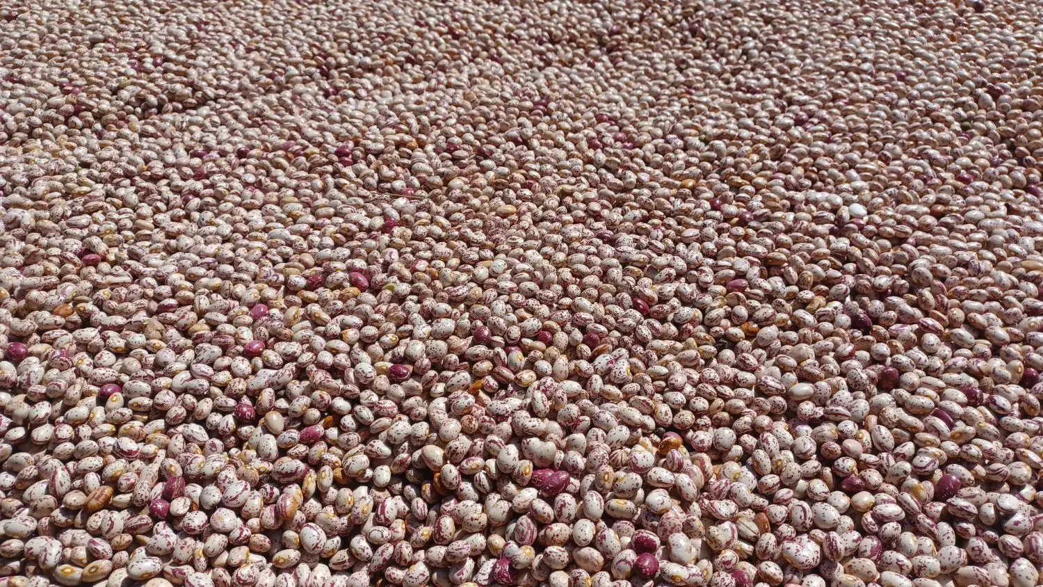 لوبیا چیتی|خوردنی و آشامیدنی|ویلکیج, |دیوار