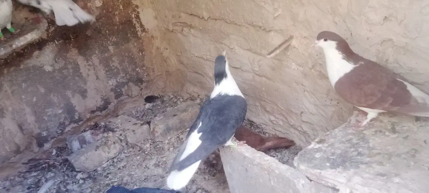 کفتر|پرنده|تربت‌حیدریه, ده پائین|دیوار