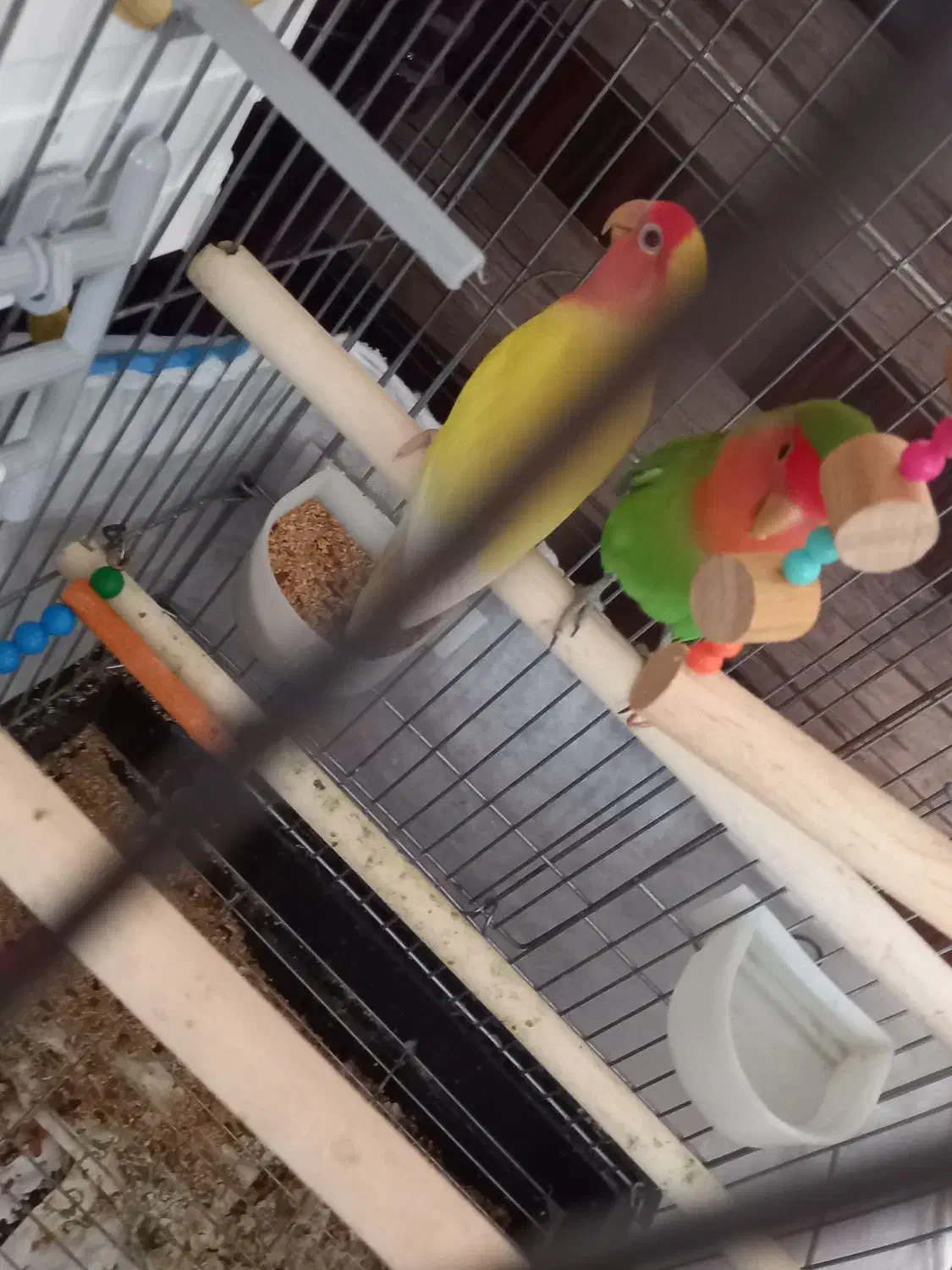 طوطی برزیلی مولد|پرنده|کرمانشاه, |دیوار