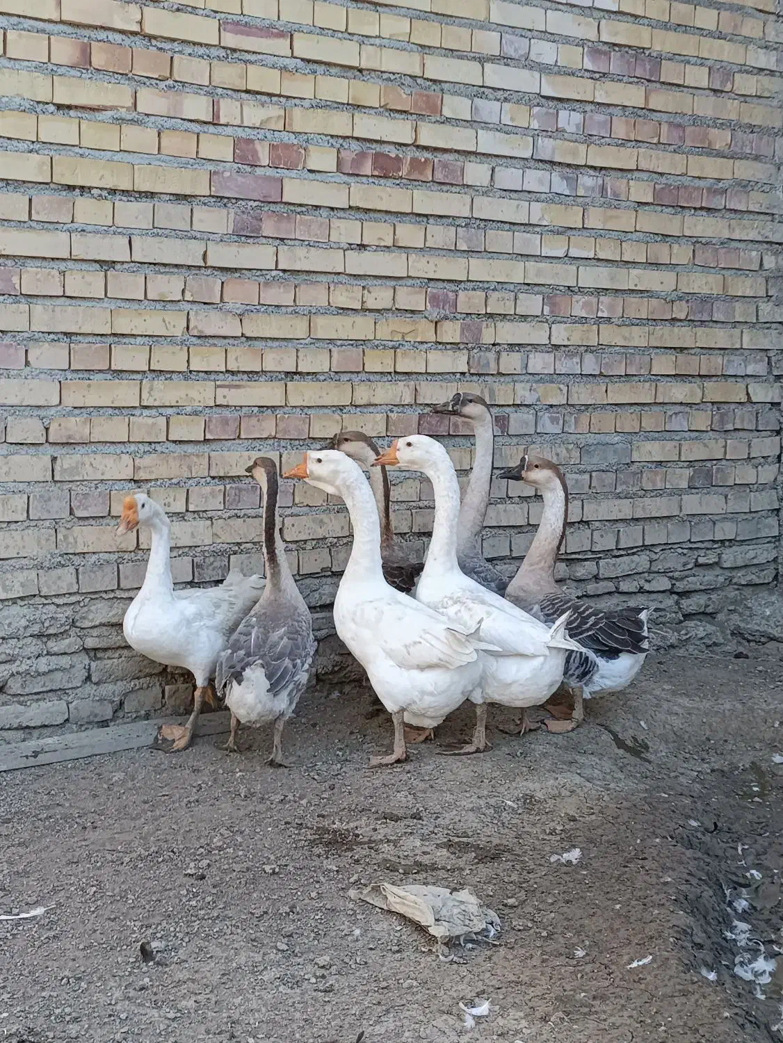 غاز|حیوانات مزرعه|گنبد کاووس, |دیوار