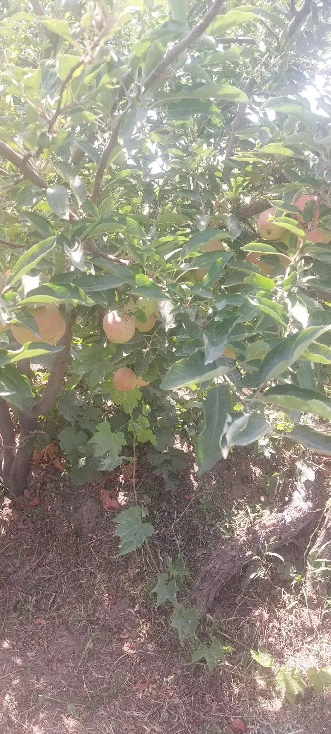 فروش باغ انگور ۱۳۰۰ متر|فروش زمین و ملک کلنگی|خنداب, |دیوار