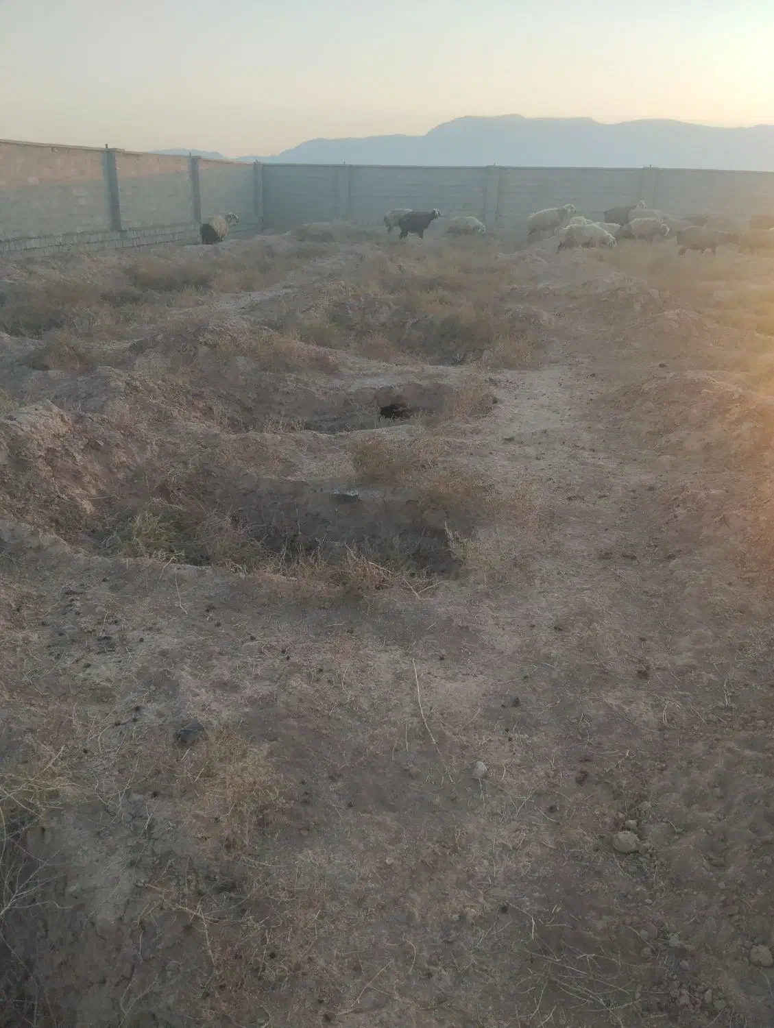 26راس میش ترکی و قلمه آبستن گلون عتیقه|حیوانات مزرعه|شیراز, حجت آباد|دیوار