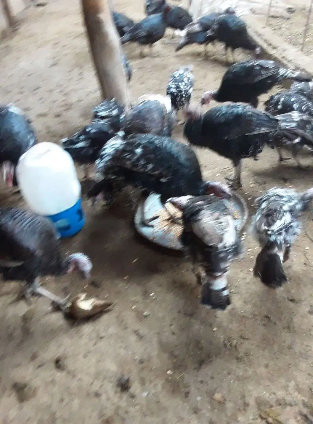 فروش تعدادی بوقلون|حیوانات مزرعه|چهاربرج, |دیوار