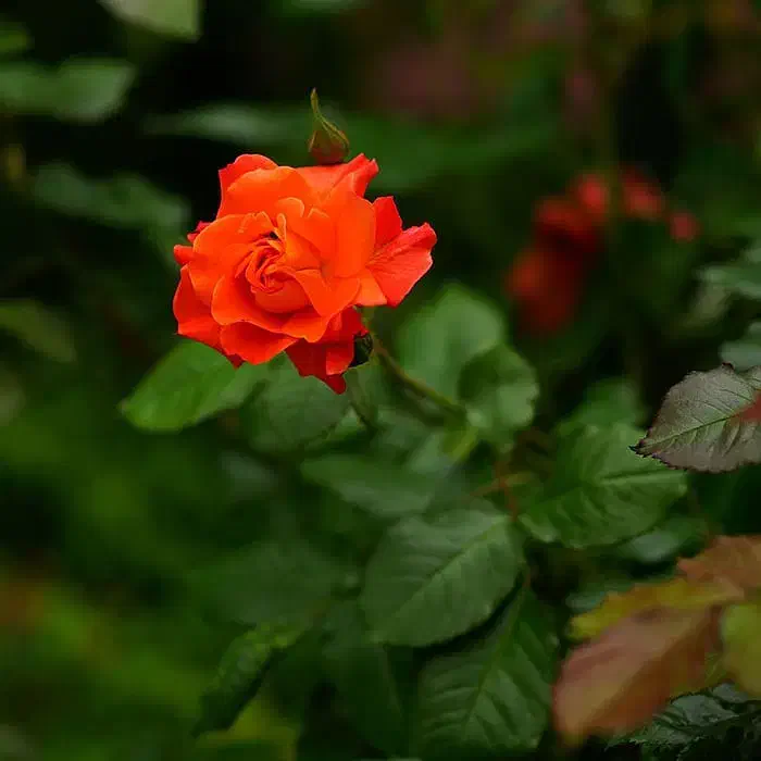 خدمات نظافتی|خدمات نظافت|اهواز, منبع اب|دیوار