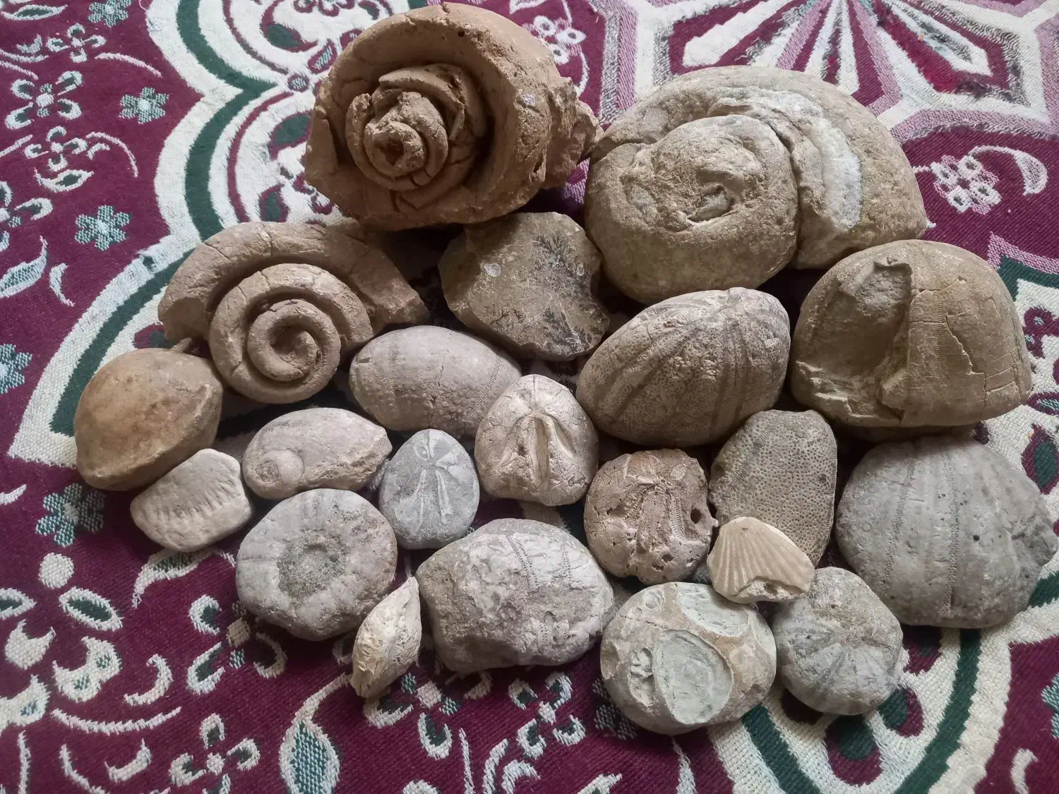 فسیل|کلکسیون اشیاء عتیقه|جیرفت, |دیوار