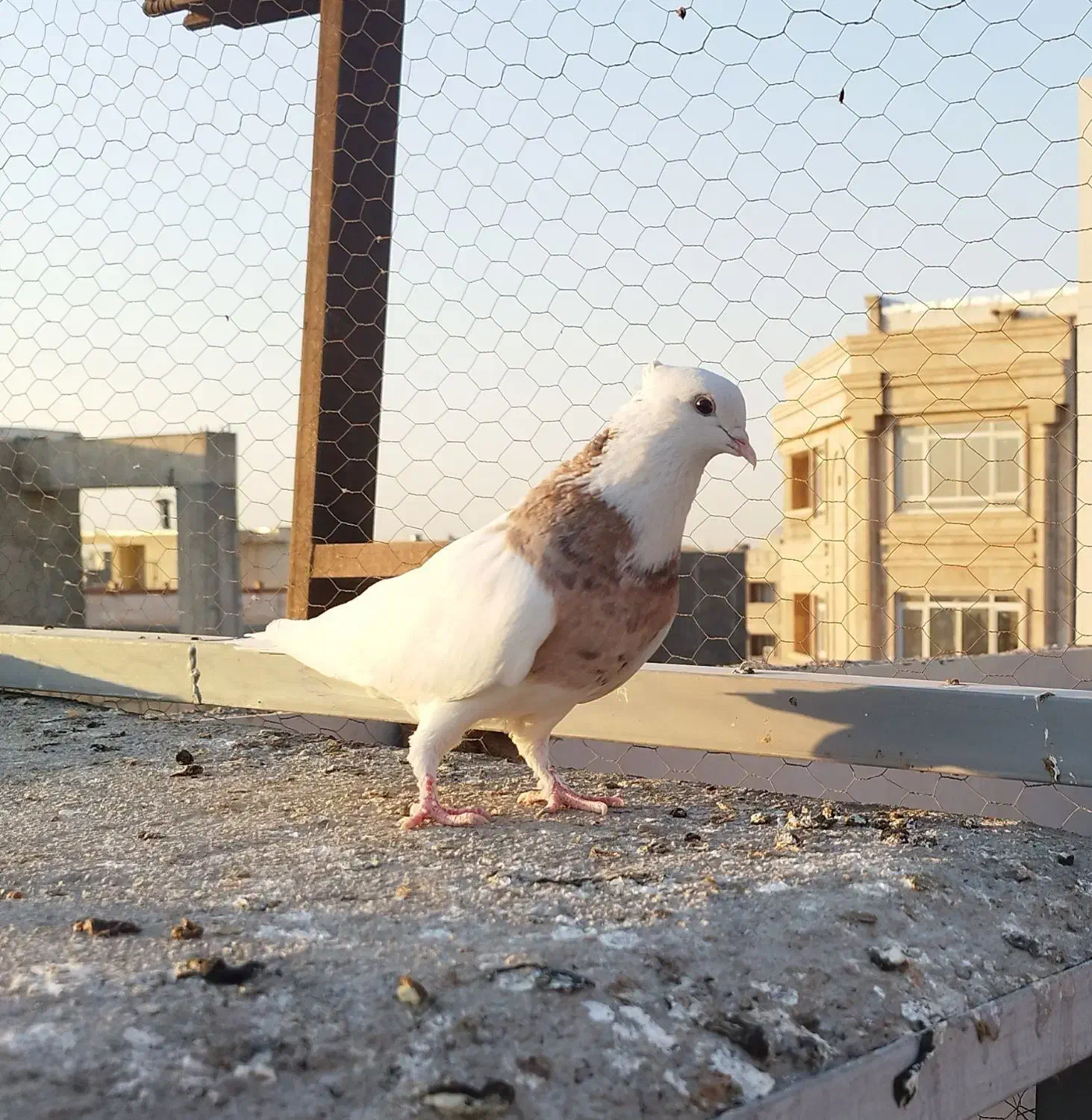 کبوترطوقی هفت رنگ نر|پرنده|شهریار, شهرک وائین|دیوار