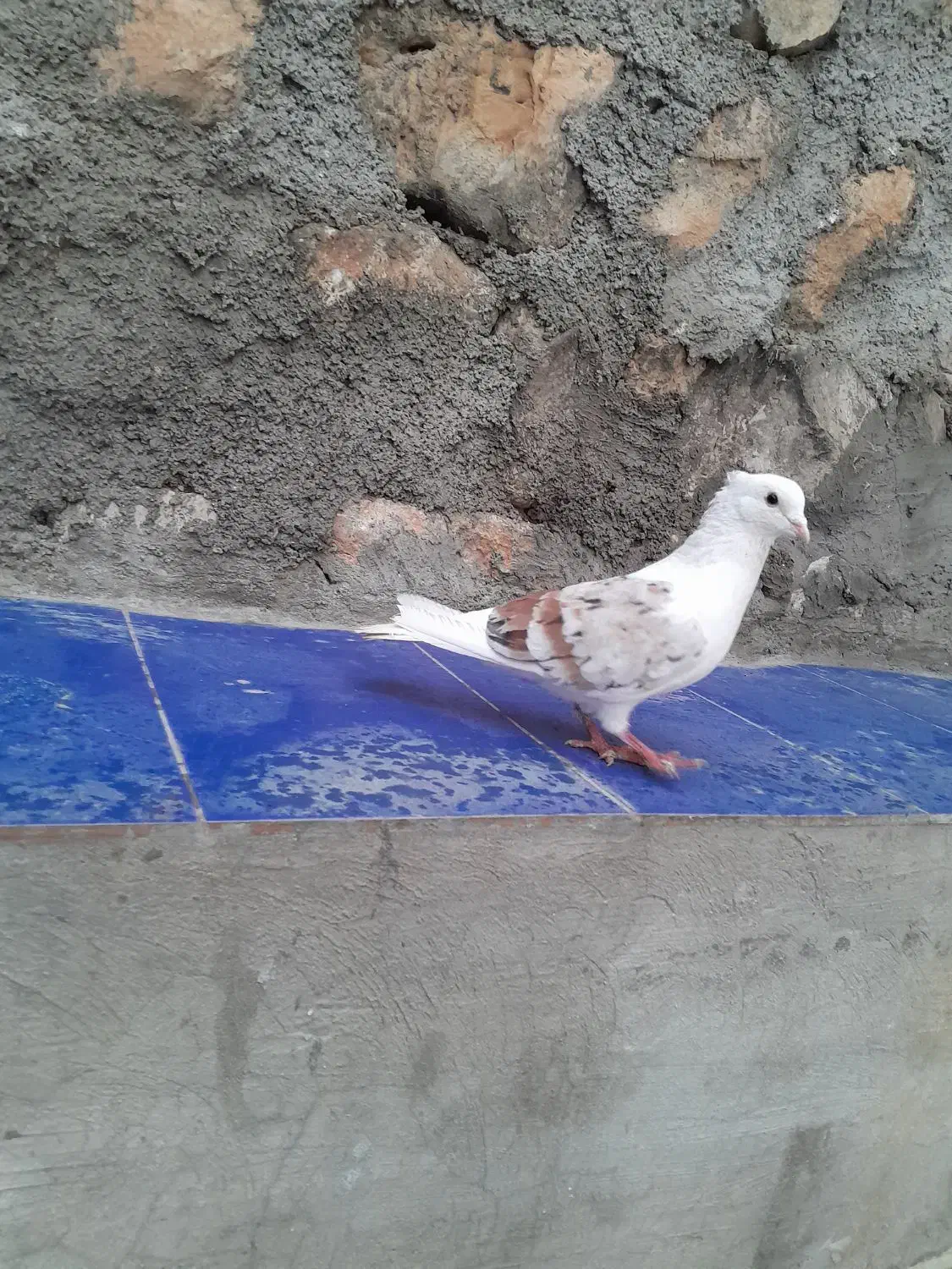 خوشونه|پرنده|چگنی, |دیوار