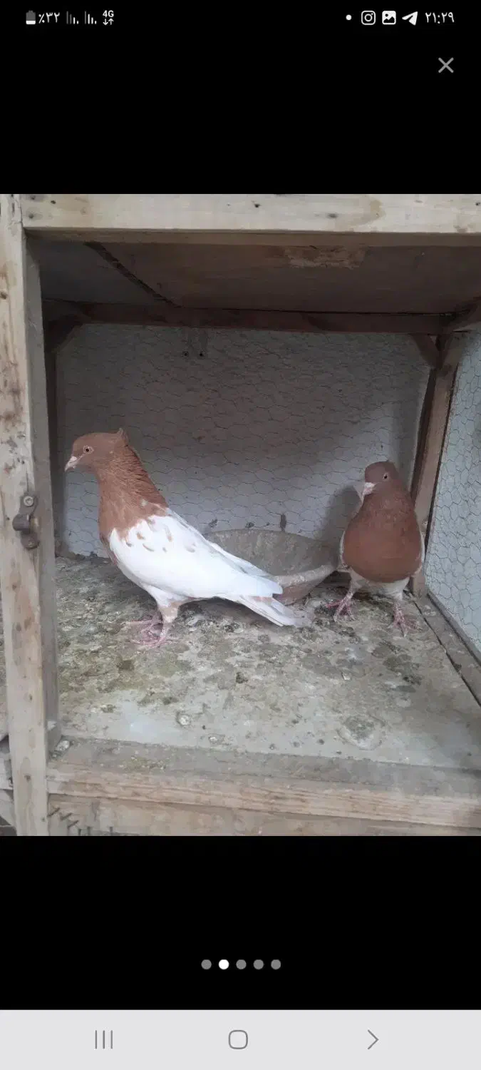 باسلام خدمت دوستان عشق باز کله سرخ وزرد|پرنده|آشخانه, |دیوار