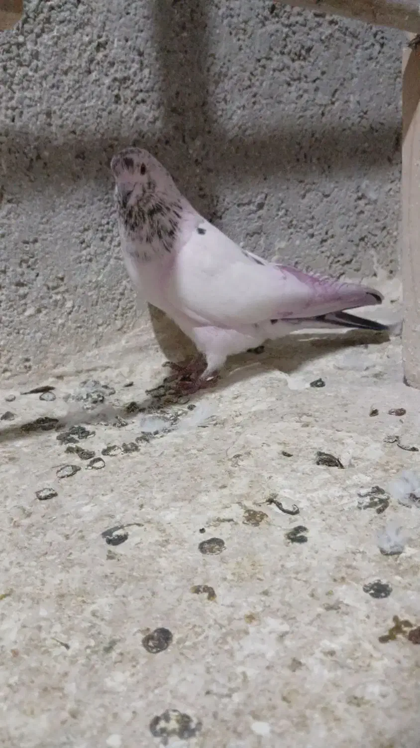 کبوتر پرشی|پرنده|محمدشهر, کوی بهار|دیوار