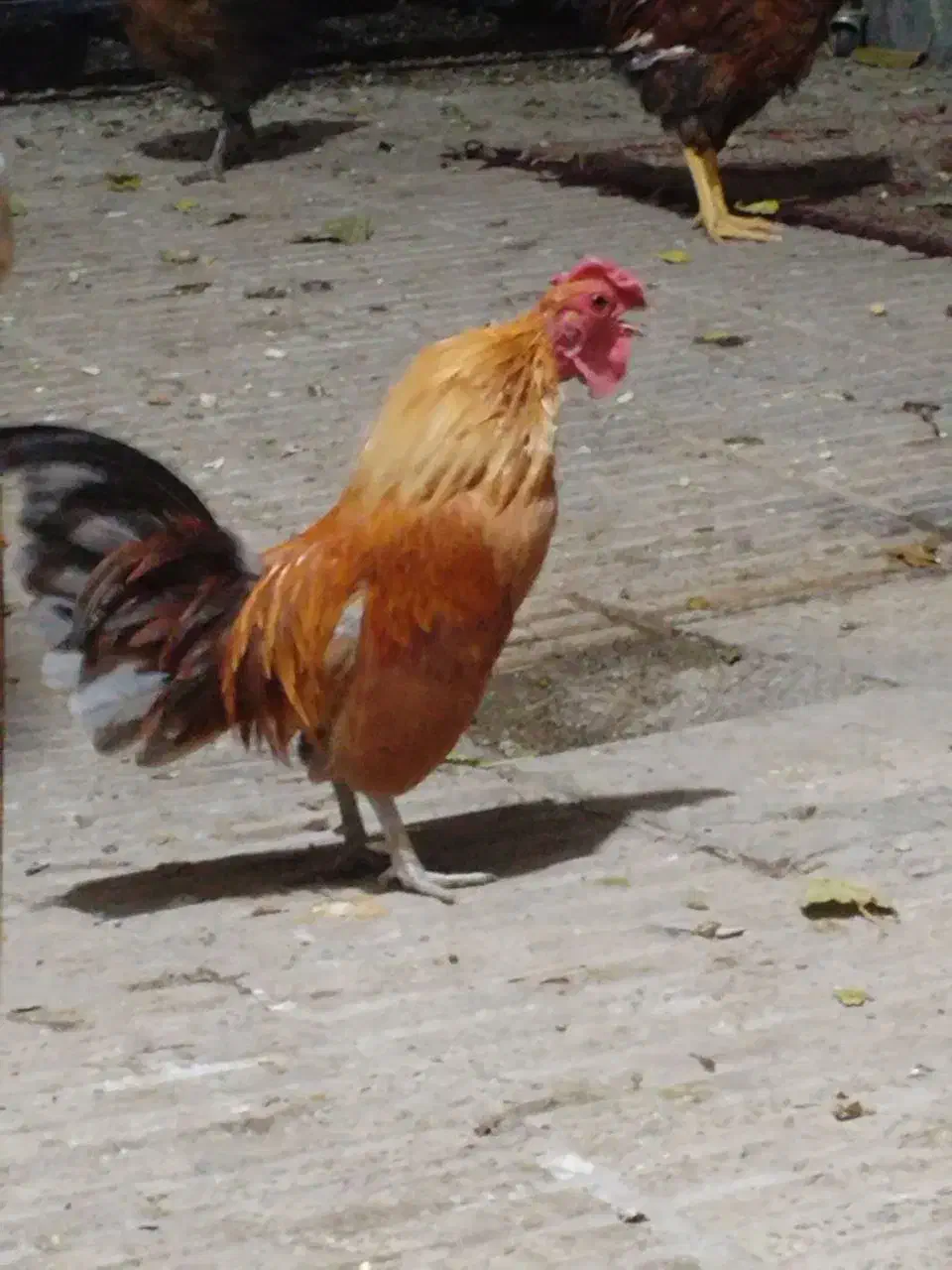 مرغ و خروس سبرایت ژاپنی|حیوانات مزرعه|پاکدشت, پاکدشت (مامازند)|دیوار