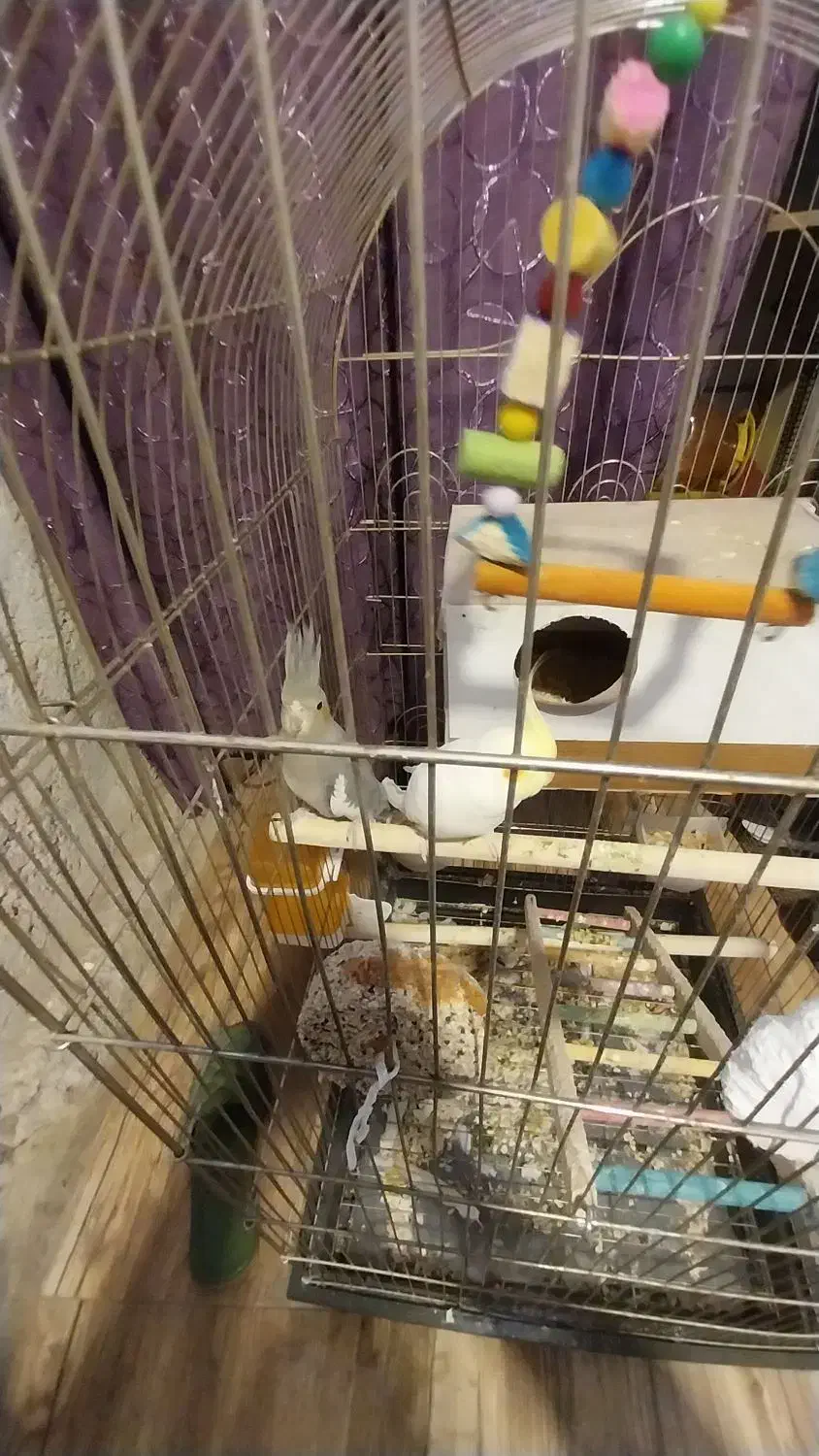 یک جفت عروس هلندی|پرنده|مشهد, محمدآباد|دیوار