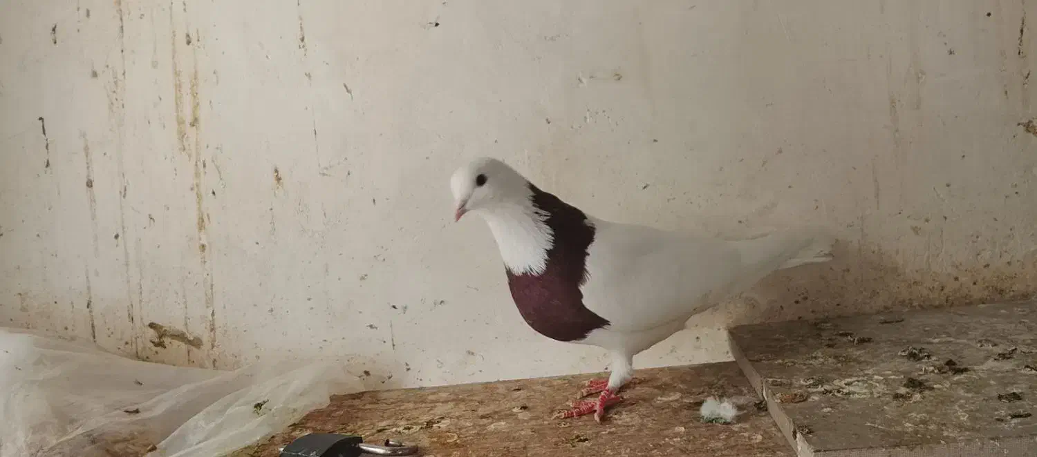 کفتر طوقی قرمز یا جیگری گمشده|پرنده|تهران, شادآباد|دیوار