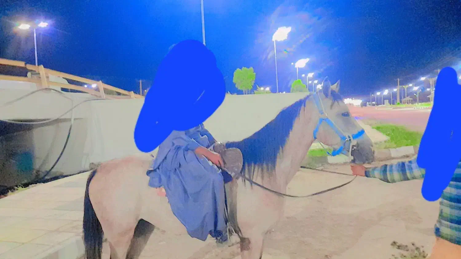 اسب عرب نریون|اسب و تجهیزات اسبسواری|بم, |دیوار