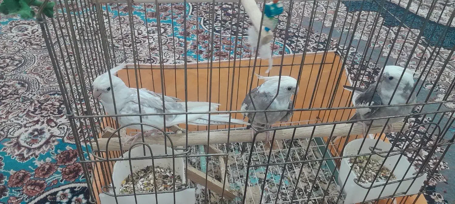 عروس هلندی|پرنده|بندر ماهشهر, |دیوار