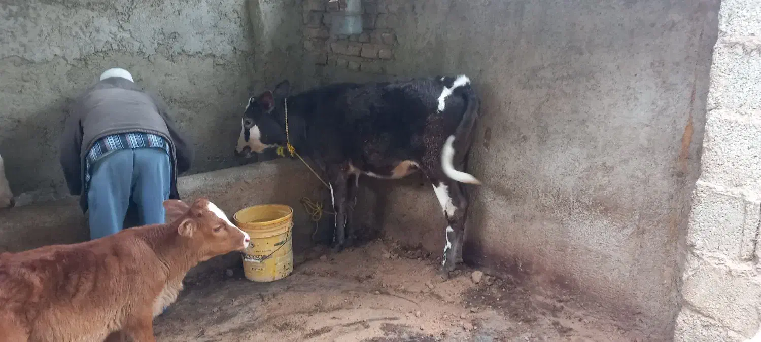 ۲راس گوساله تلیسه|حیوانات مزرعه|گنبد کاووس, |دیوار