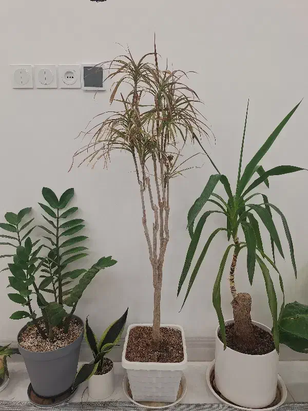 گل دراسنا حنایی، ارتفاع ۱۲۵ سانت|گل و گیاه طبیعی|میبد, |دیوار