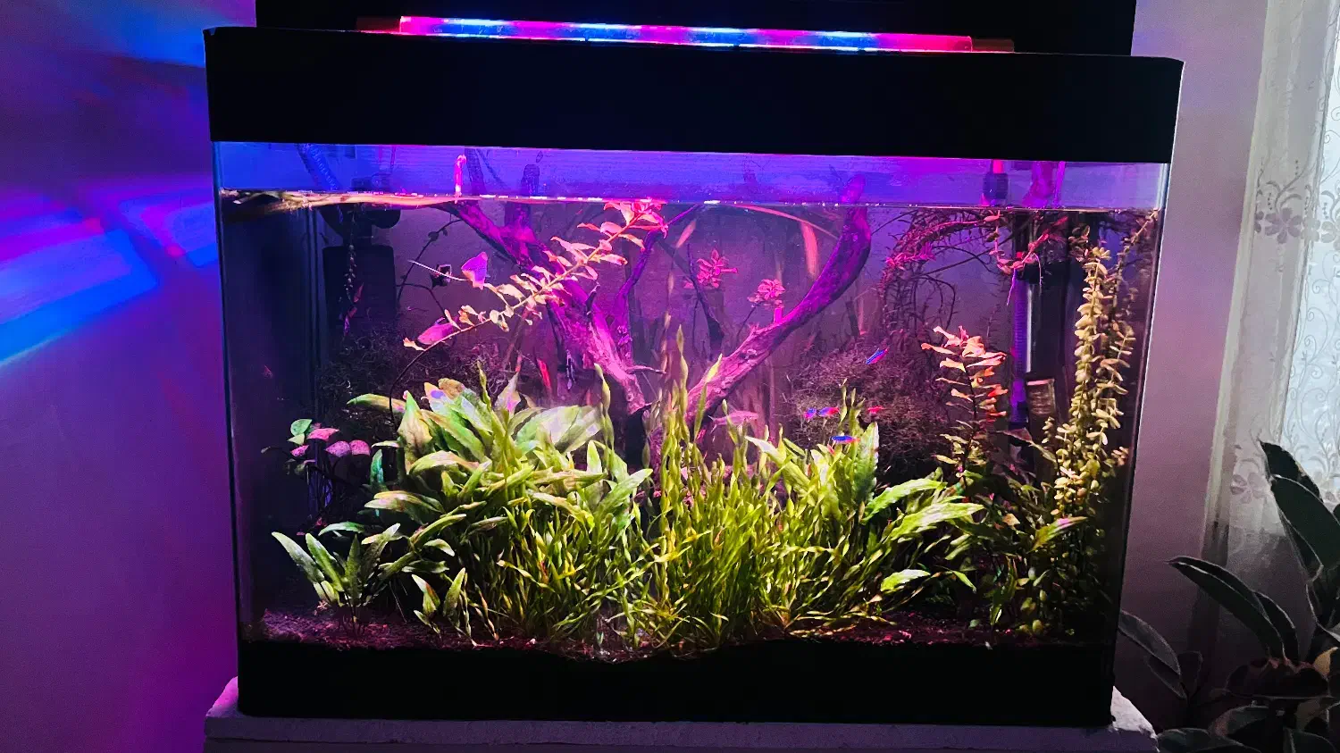 آکواریوم سفارشی|ماهیگیری|مشهد, رضاشهر|دیوار