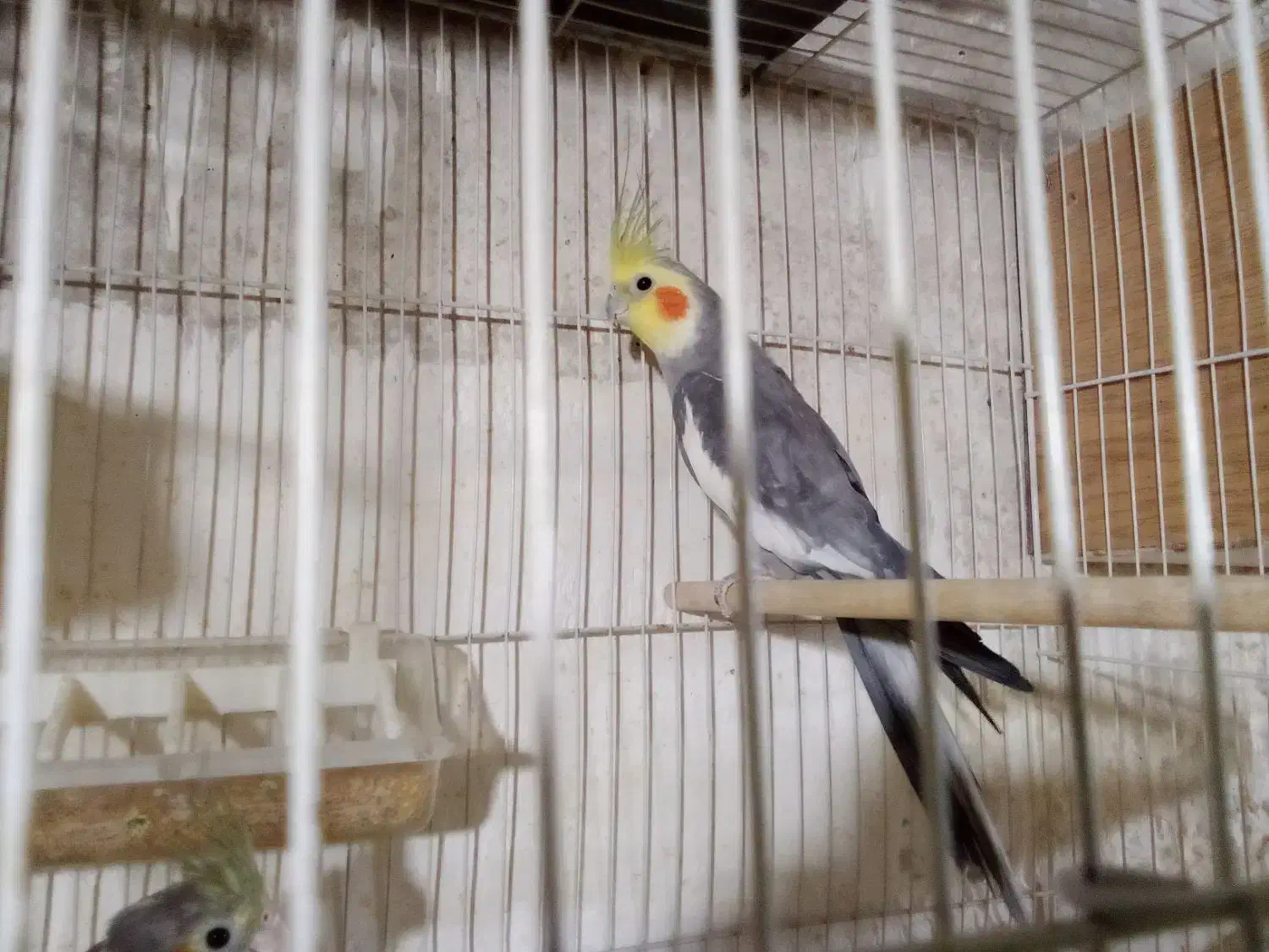 عروس سیامون نربالغ سه عدد|پرنده|تربت‌حیدریه, حسنی بالا|دیوار