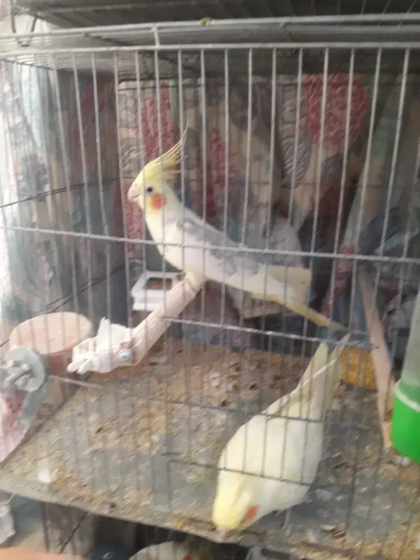 عروس هلندی مولد و نرو ماده|پرنده|قدس, شهر‌قدس|دیوار