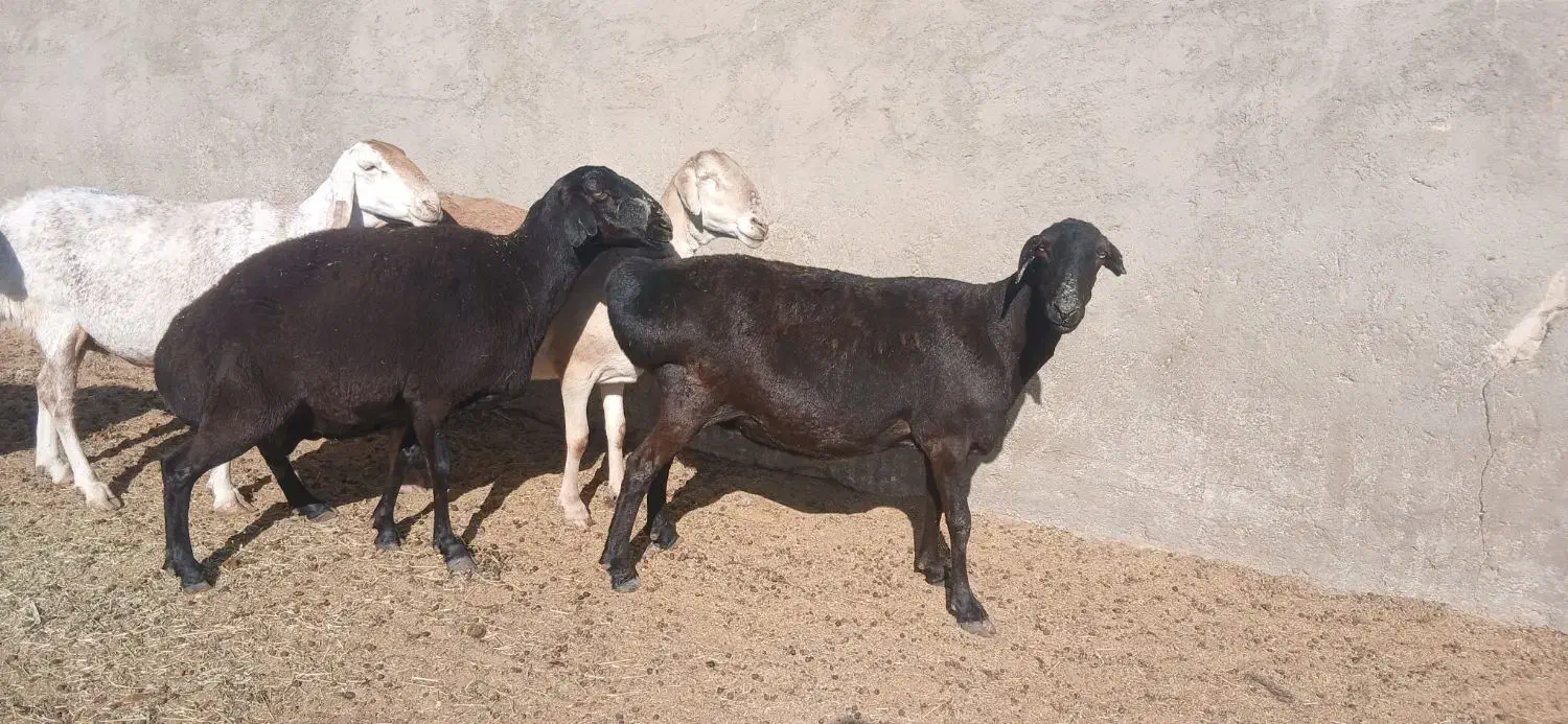 میش چینی خالص|حیوانات مزرعه|مهریز, |دیوار