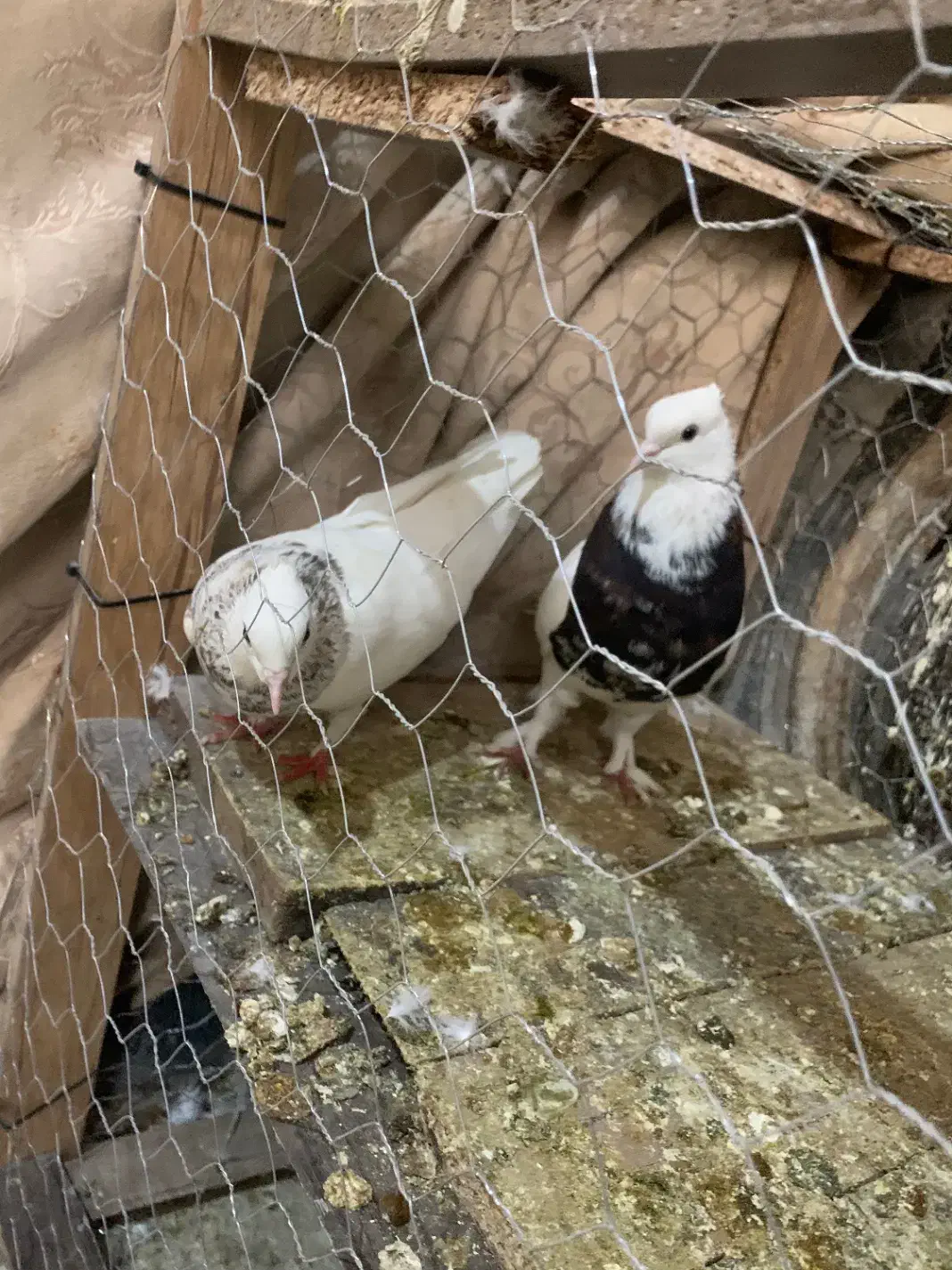 ی چخ طوقی|پرنده|شیروان (خراسان), |دیوار