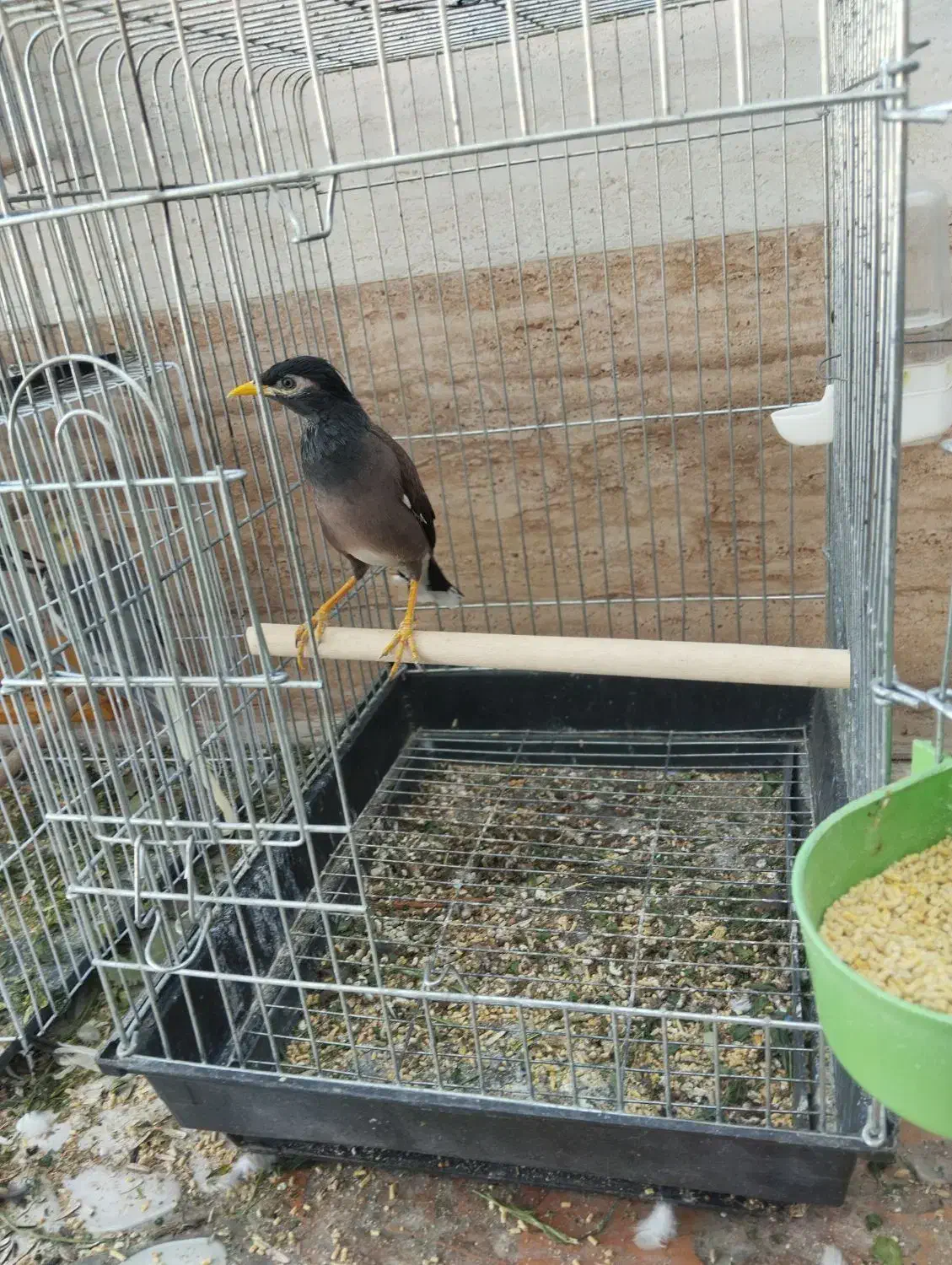 یک عدد مرغ مینا|پرنده|اسماعیلی, |دیوار